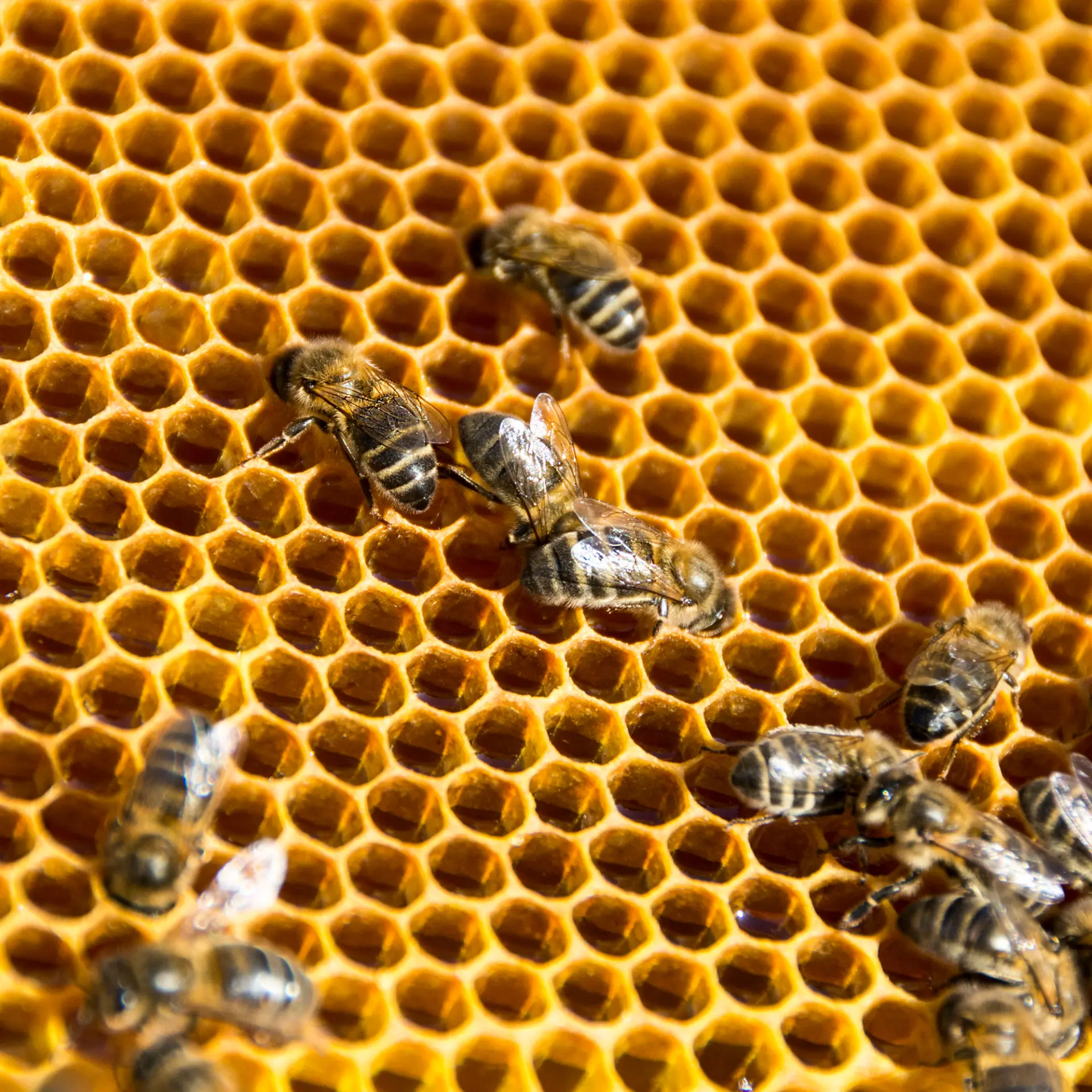 Bee nest relocation advice