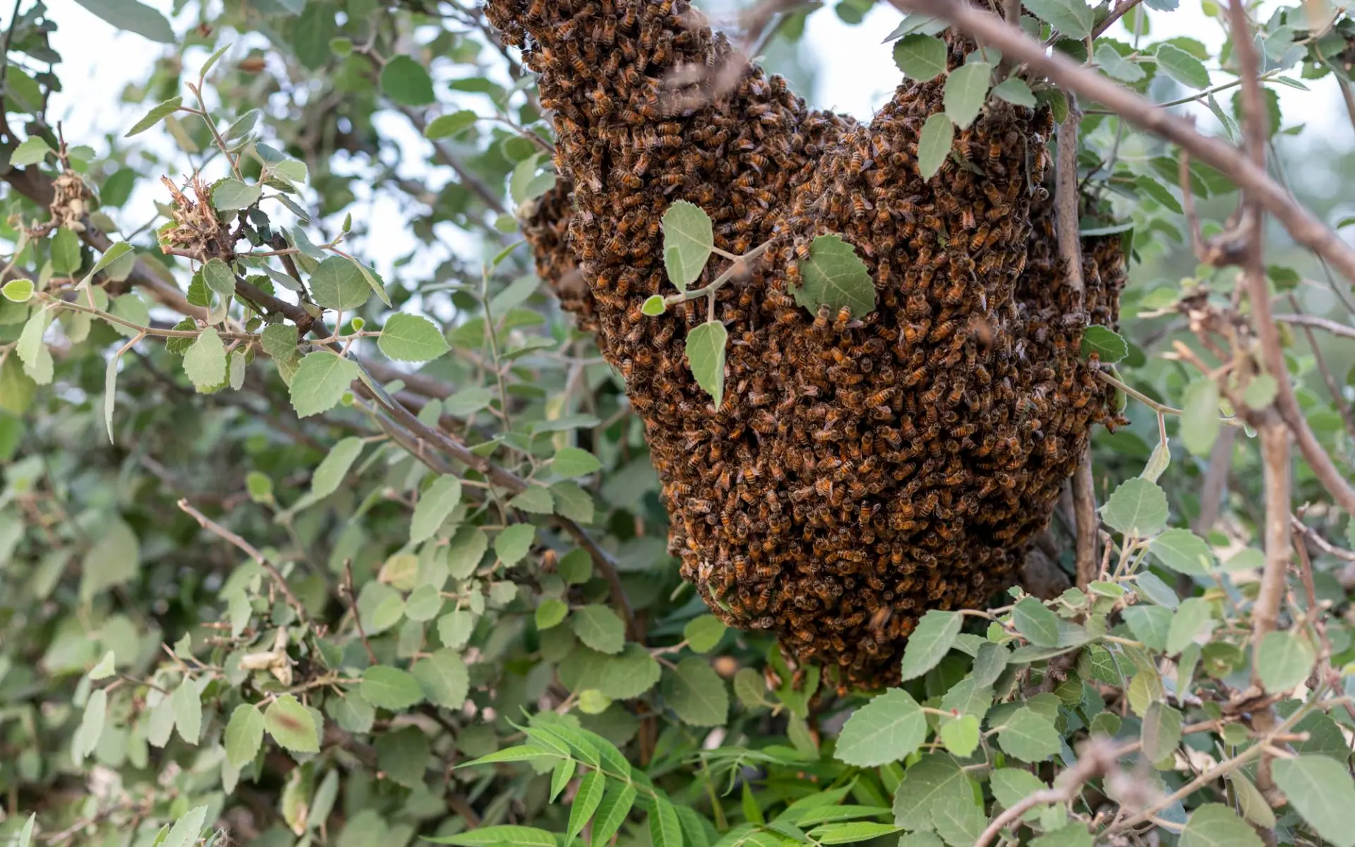 Bee nest removal
