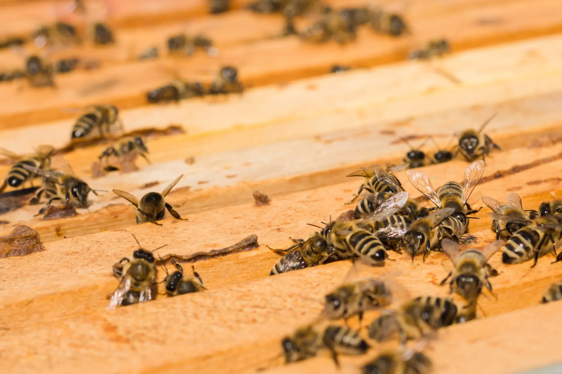 Bee nest treatment in Hampshire