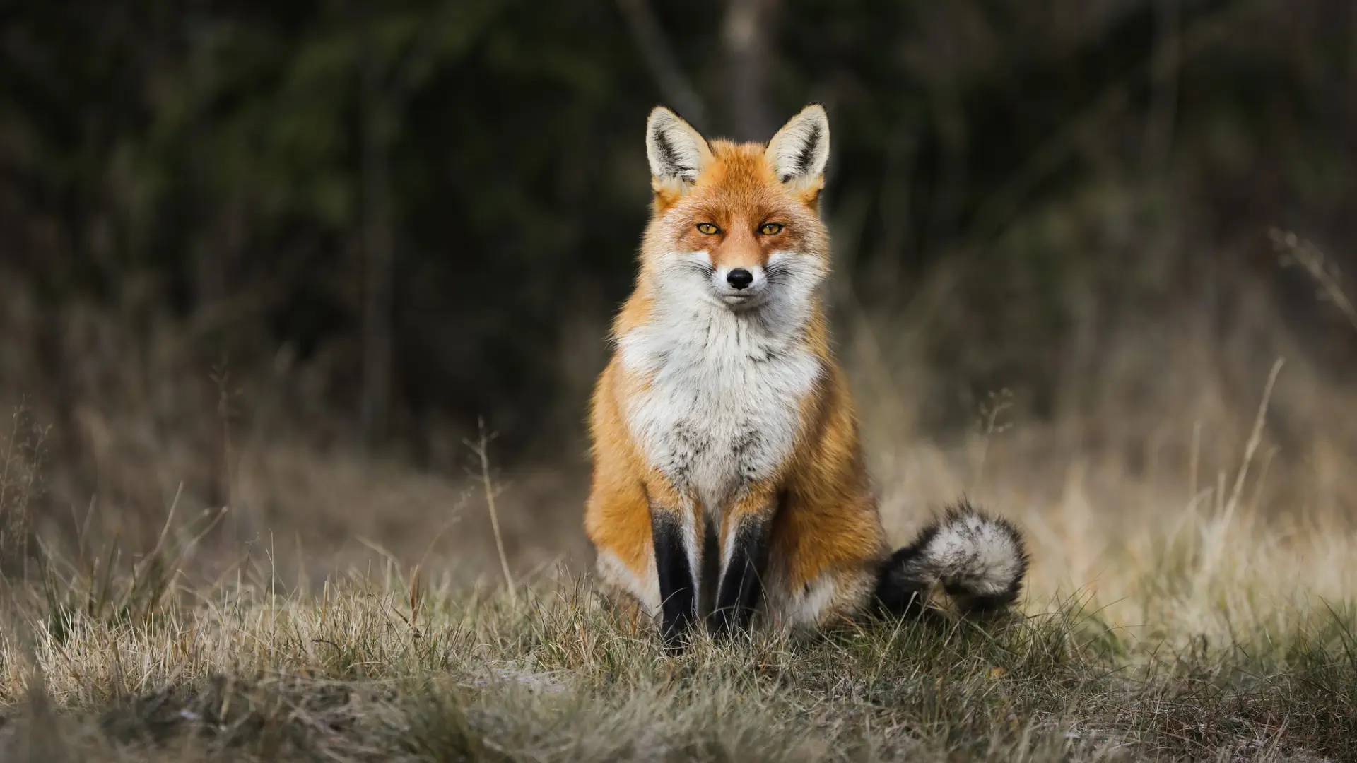 Fox control in Bracknell