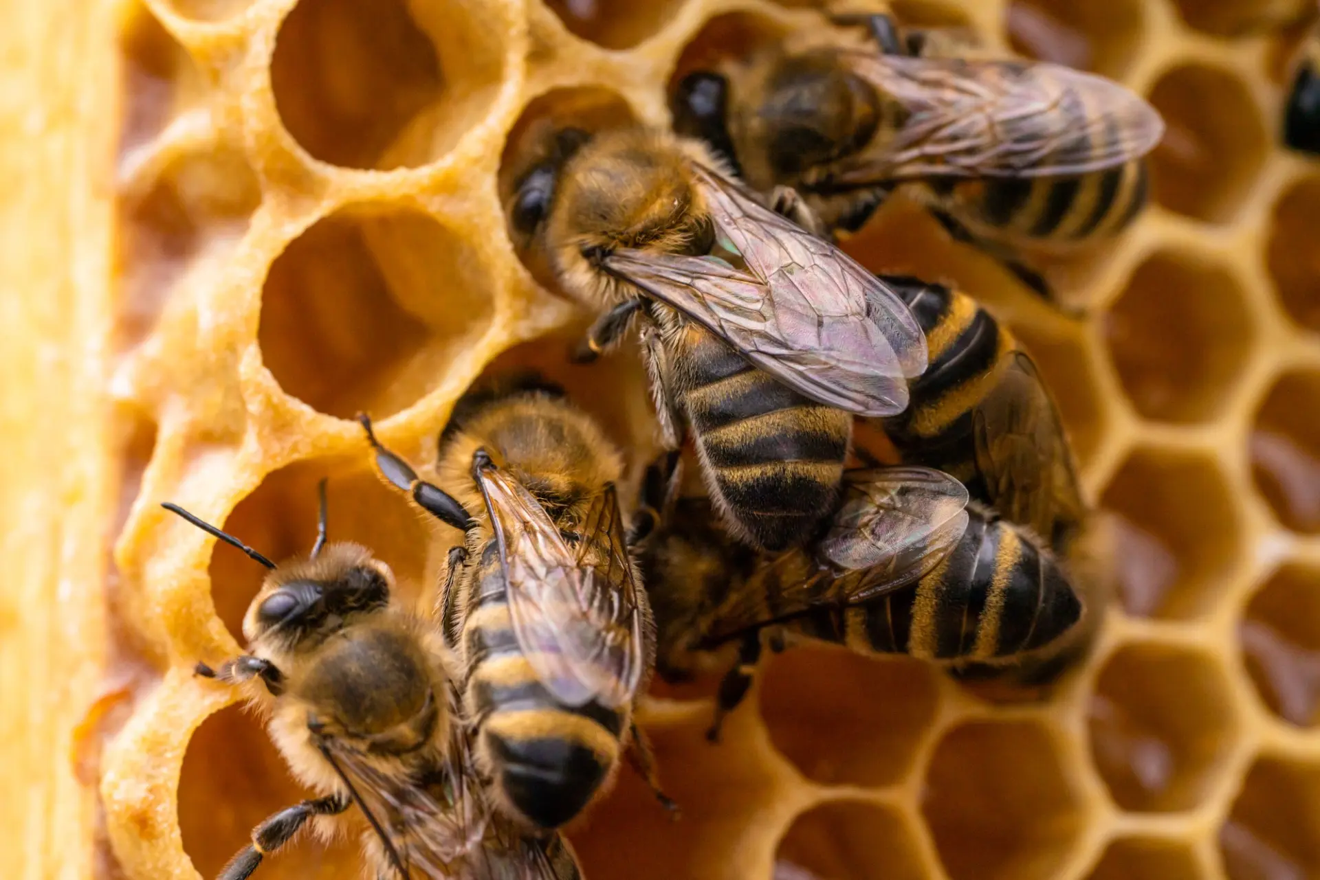 Bee nest removal in Hampshire