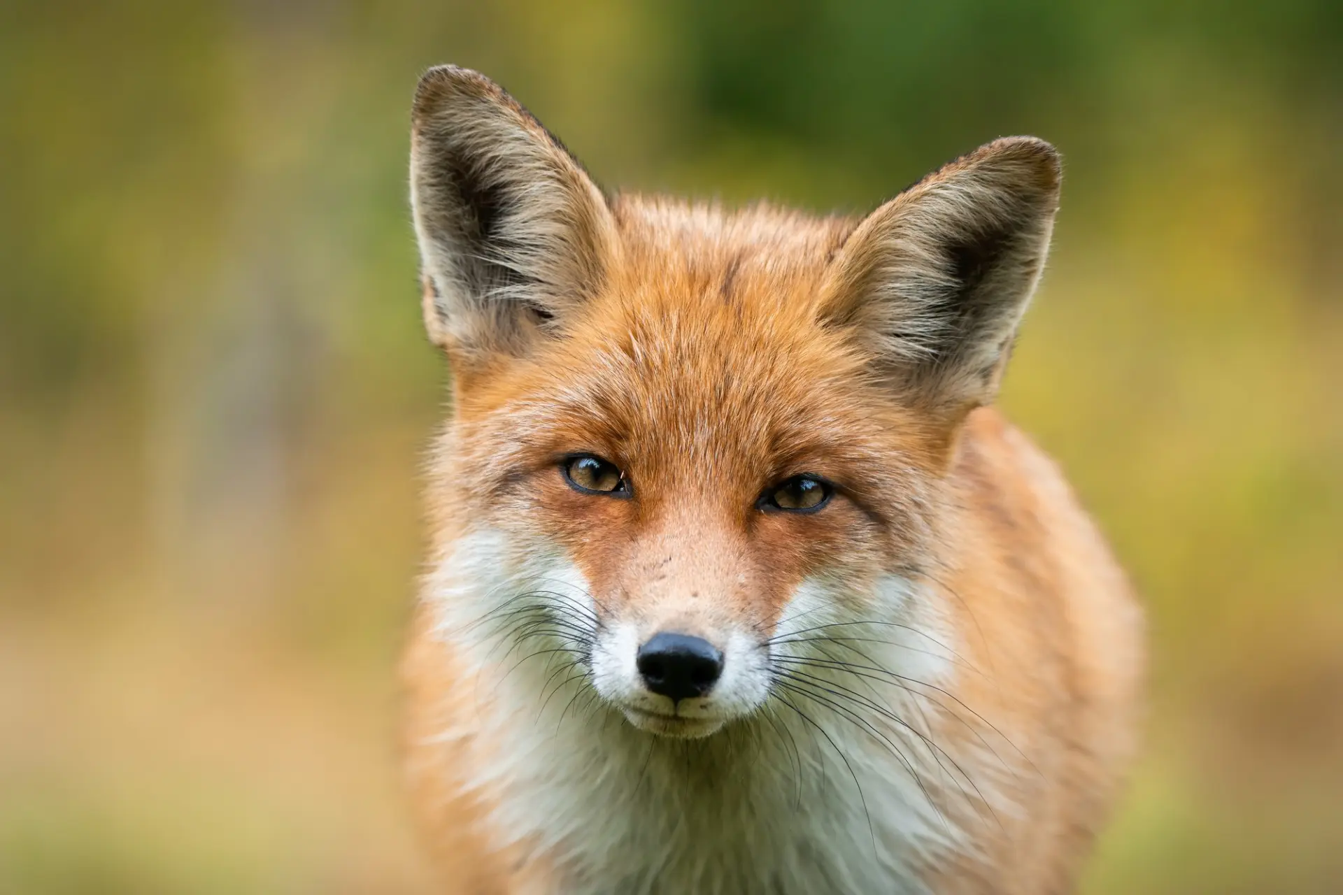 Professional fox control