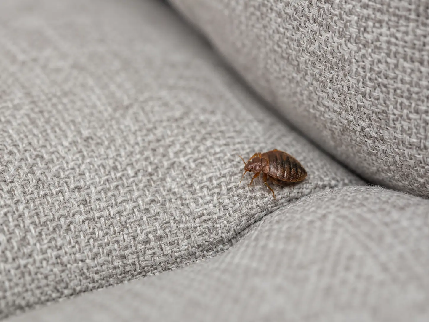 Bed bug treatment for soft furnishings