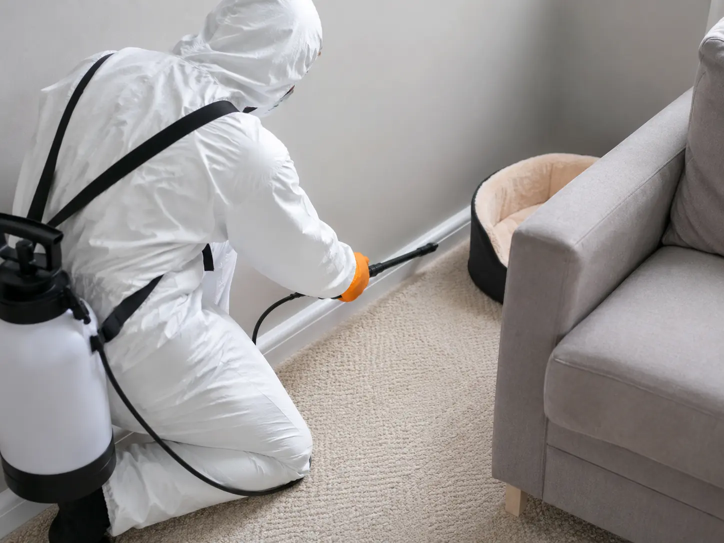 Flea control in Hampshire