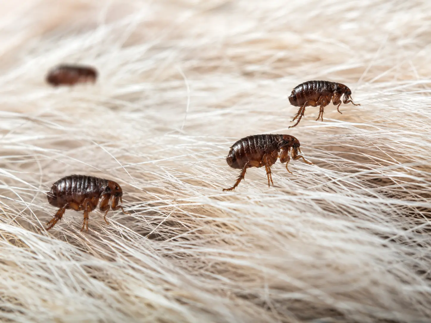 Flea control