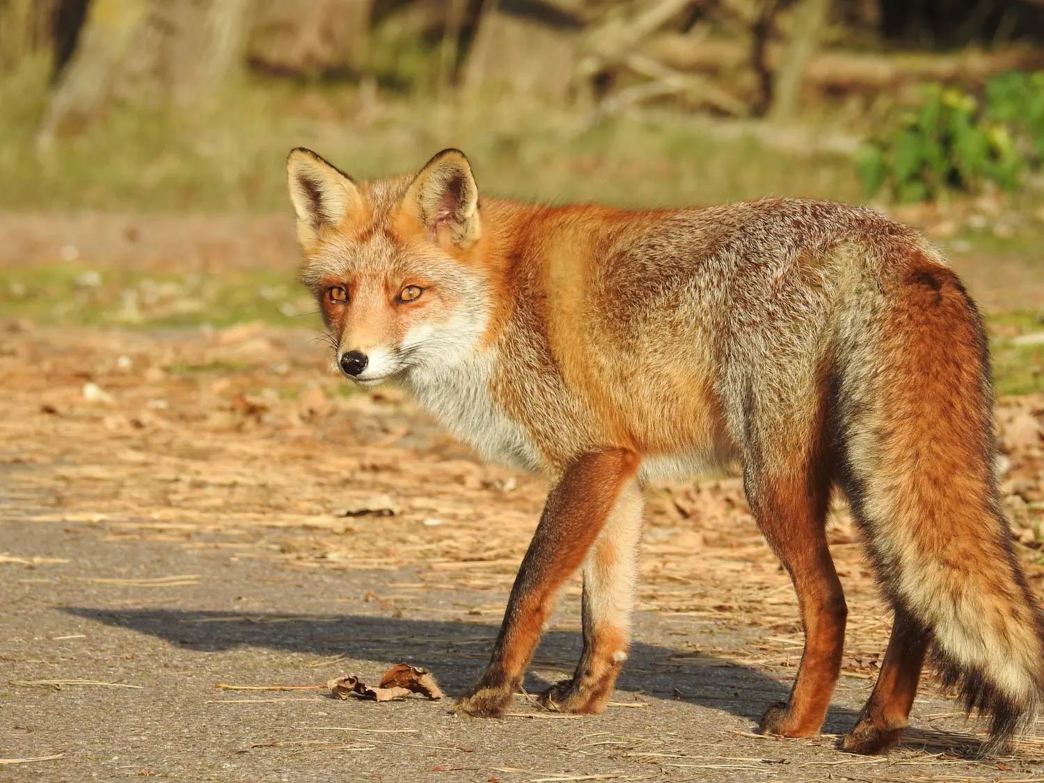 Fox control