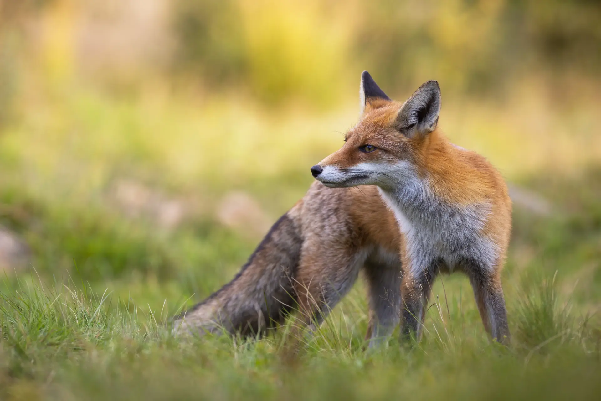 Fox and rodent removal Portsmouth, Southampton, Basingstoke