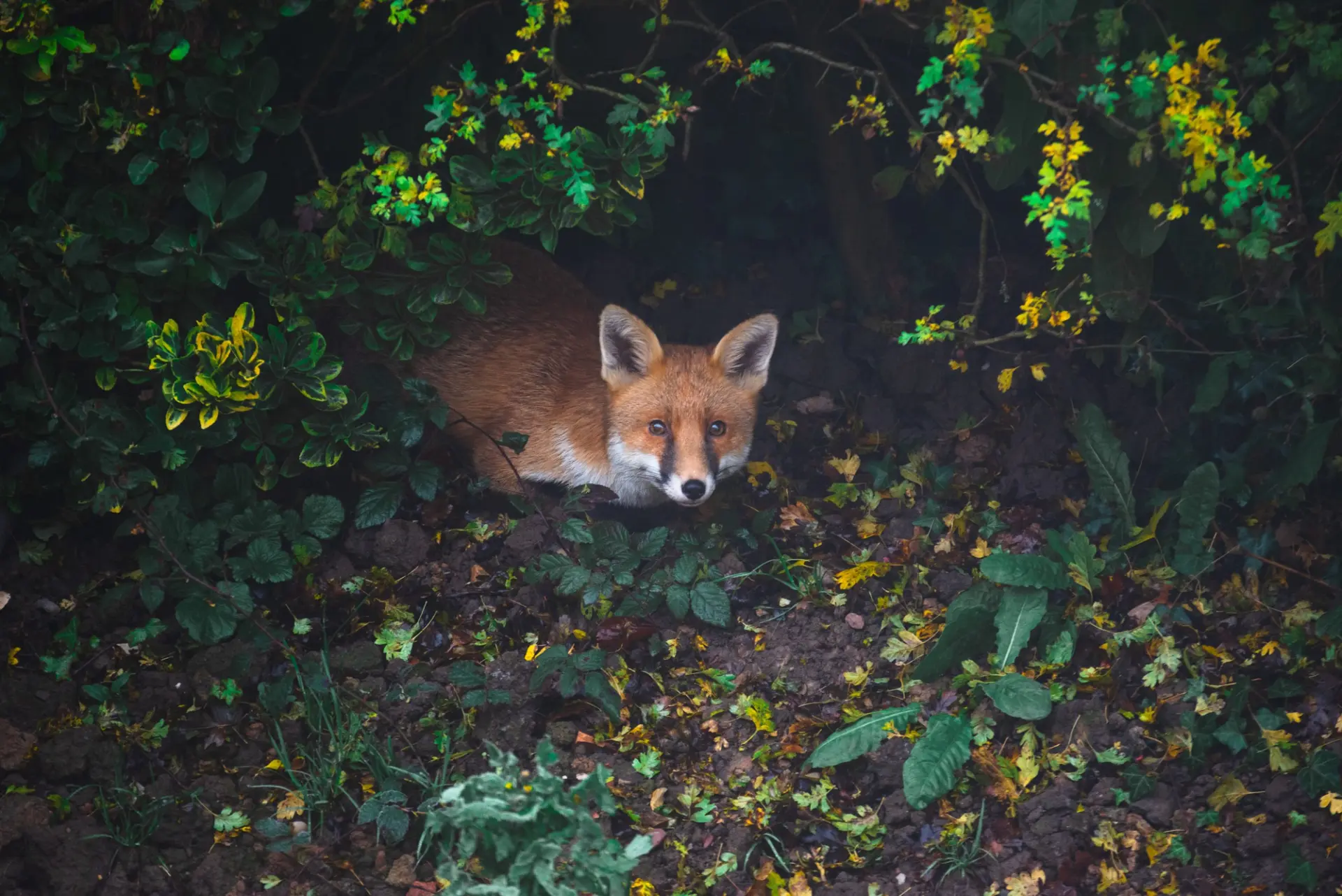 Fox control in Hampshire