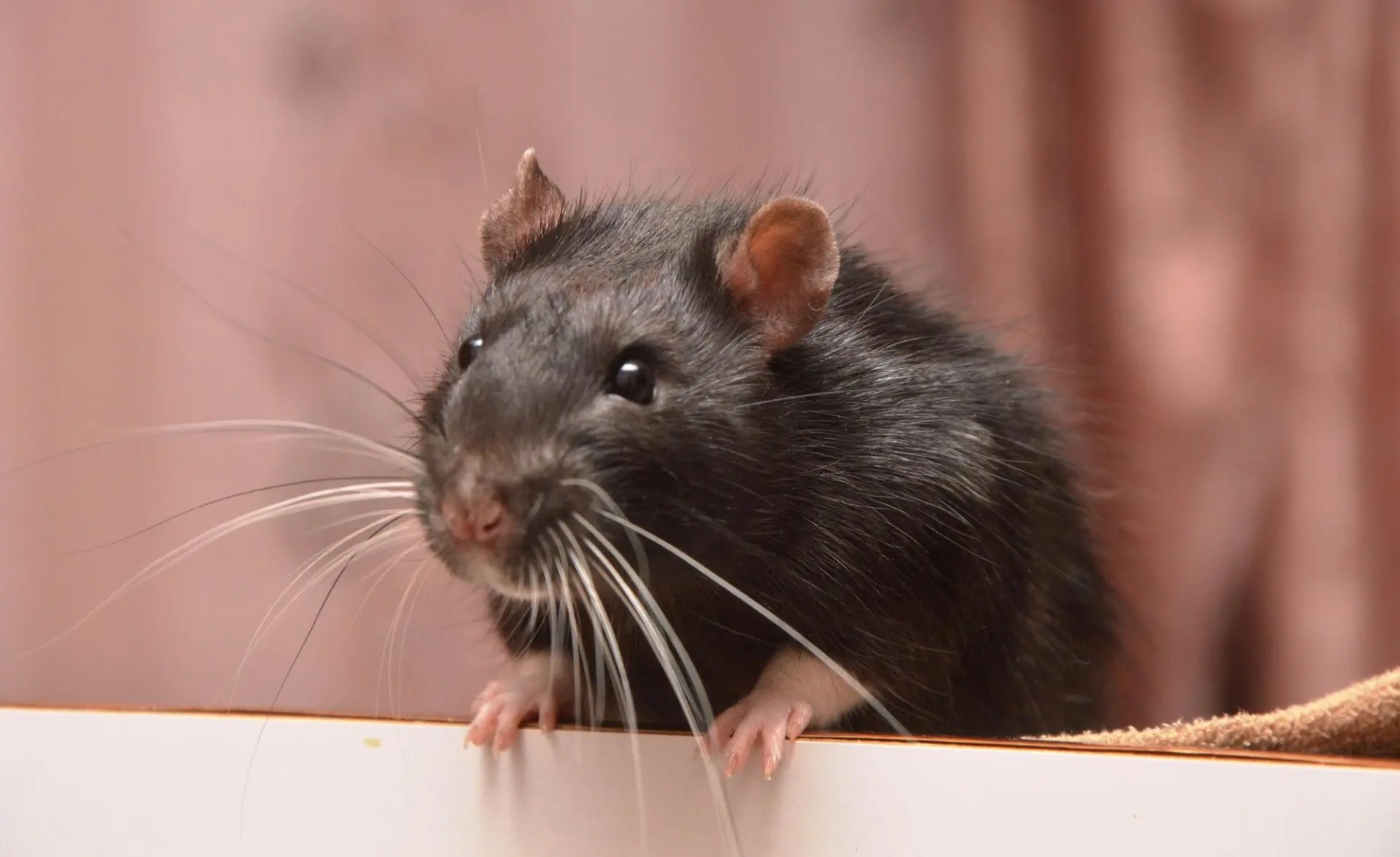 Professional mice control treatment