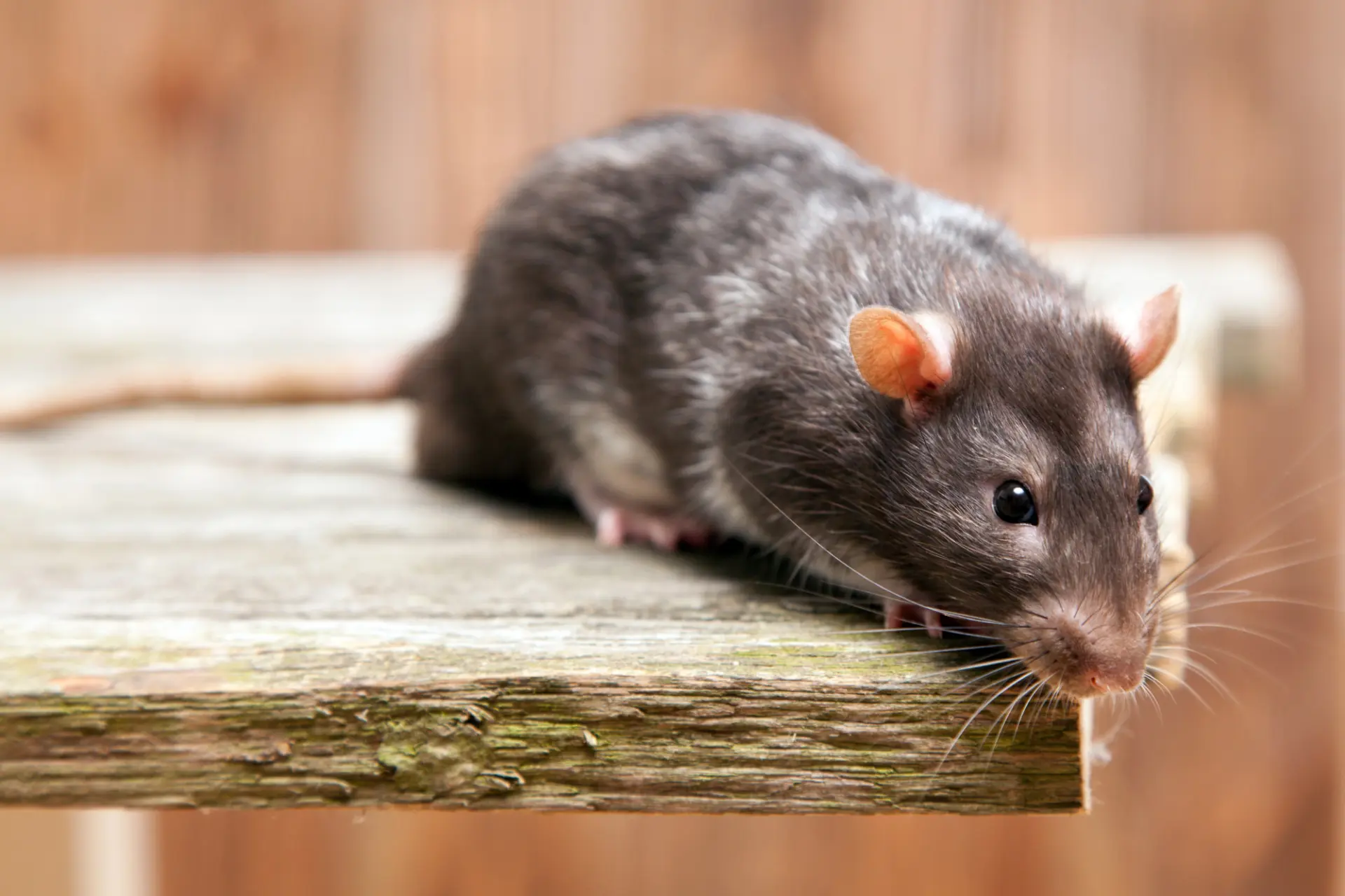 Rat control in Hampshire