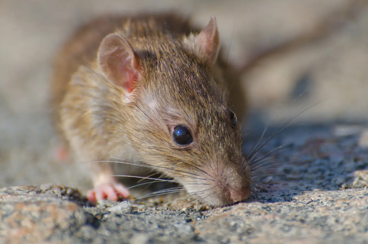 Mice control