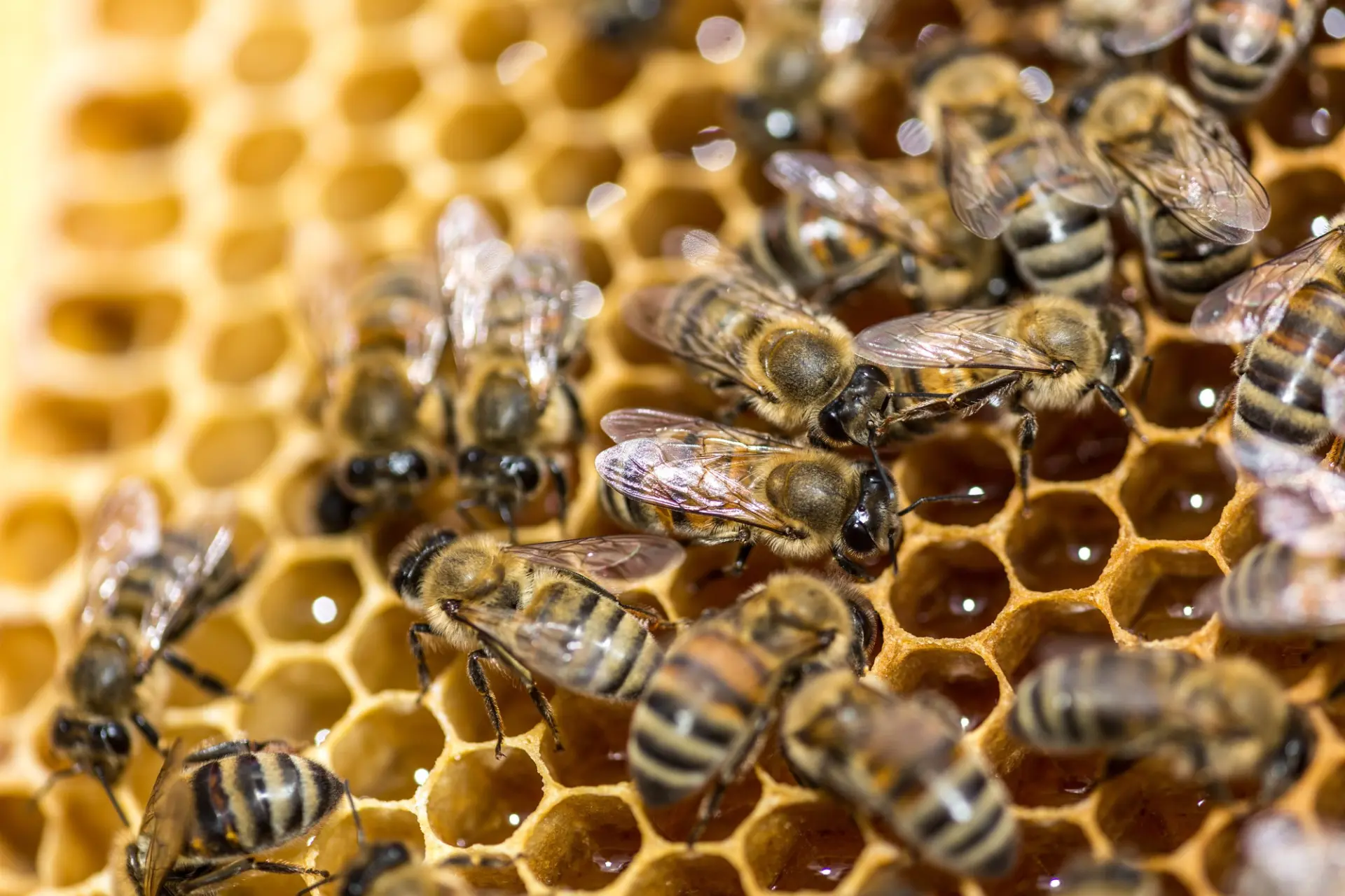 Professional bee nest removal
