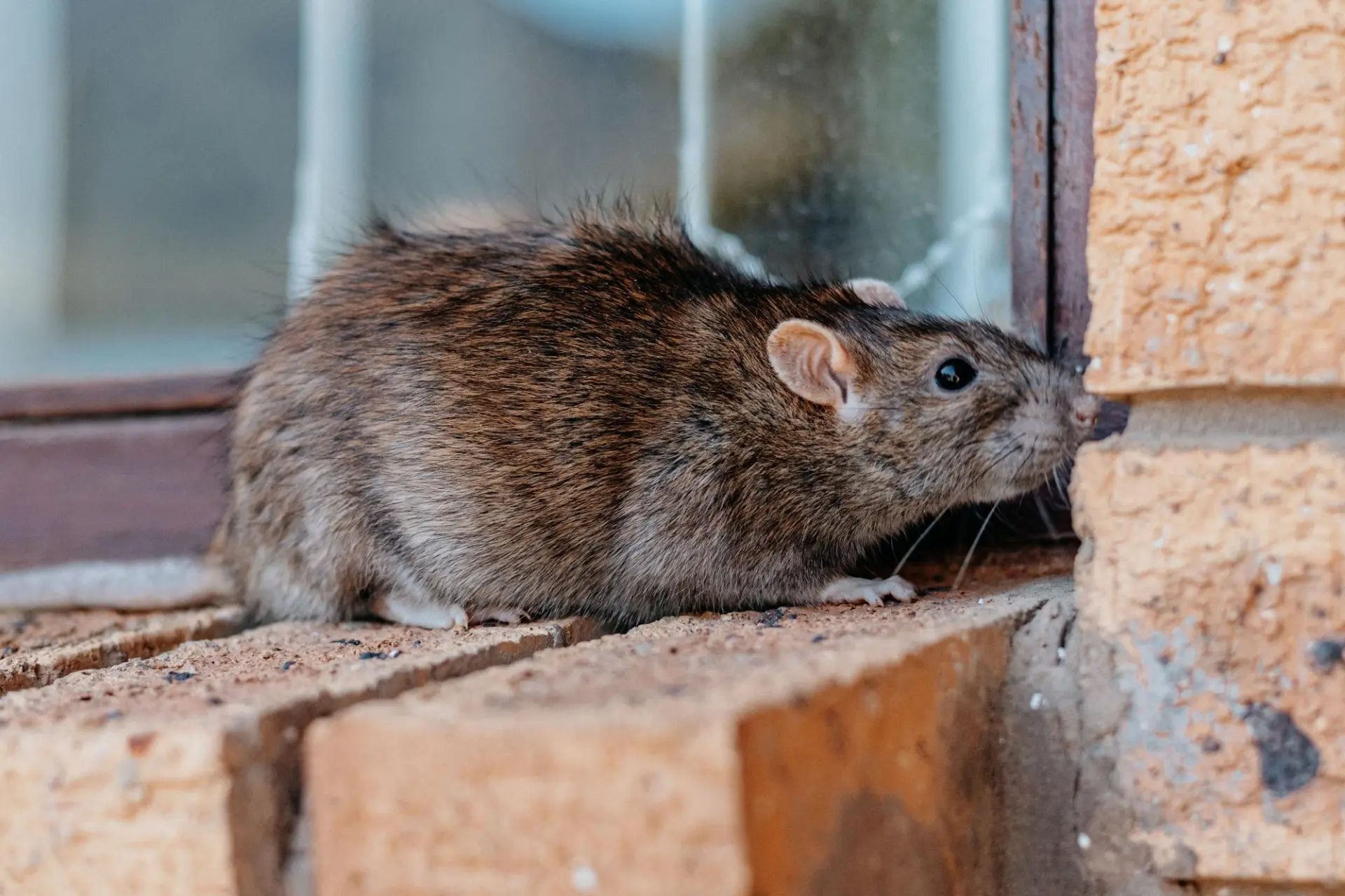 Rat control for Hampshire homes