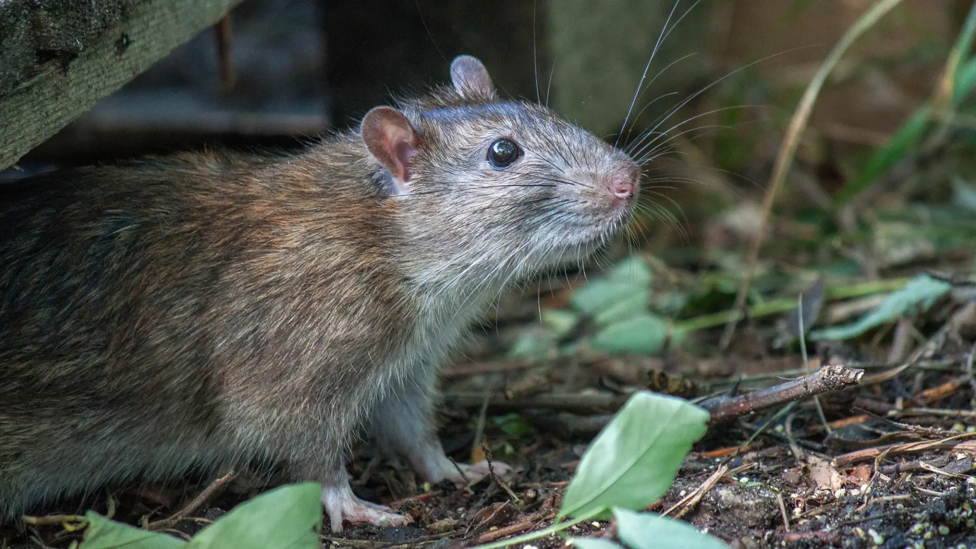 Professional rat control treatment