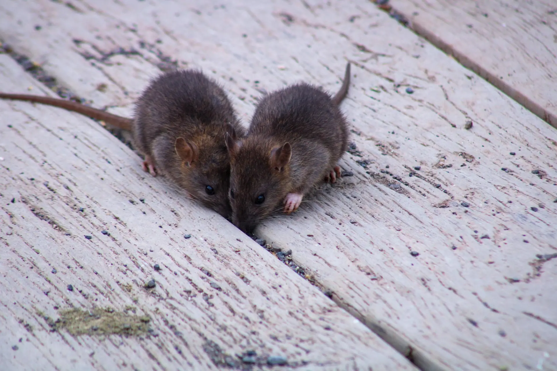 Commercial rat control in Hampshire