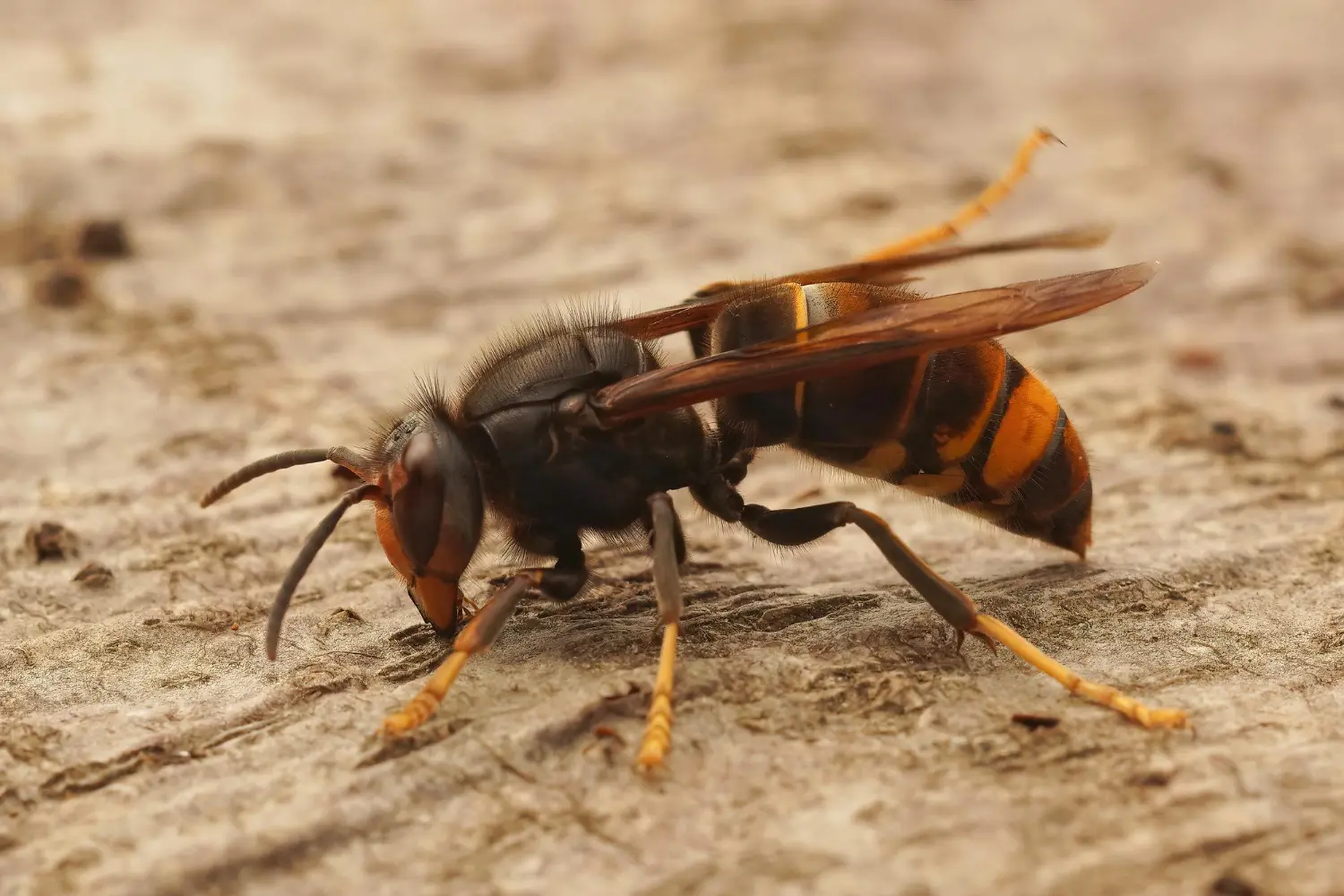 Wasp control