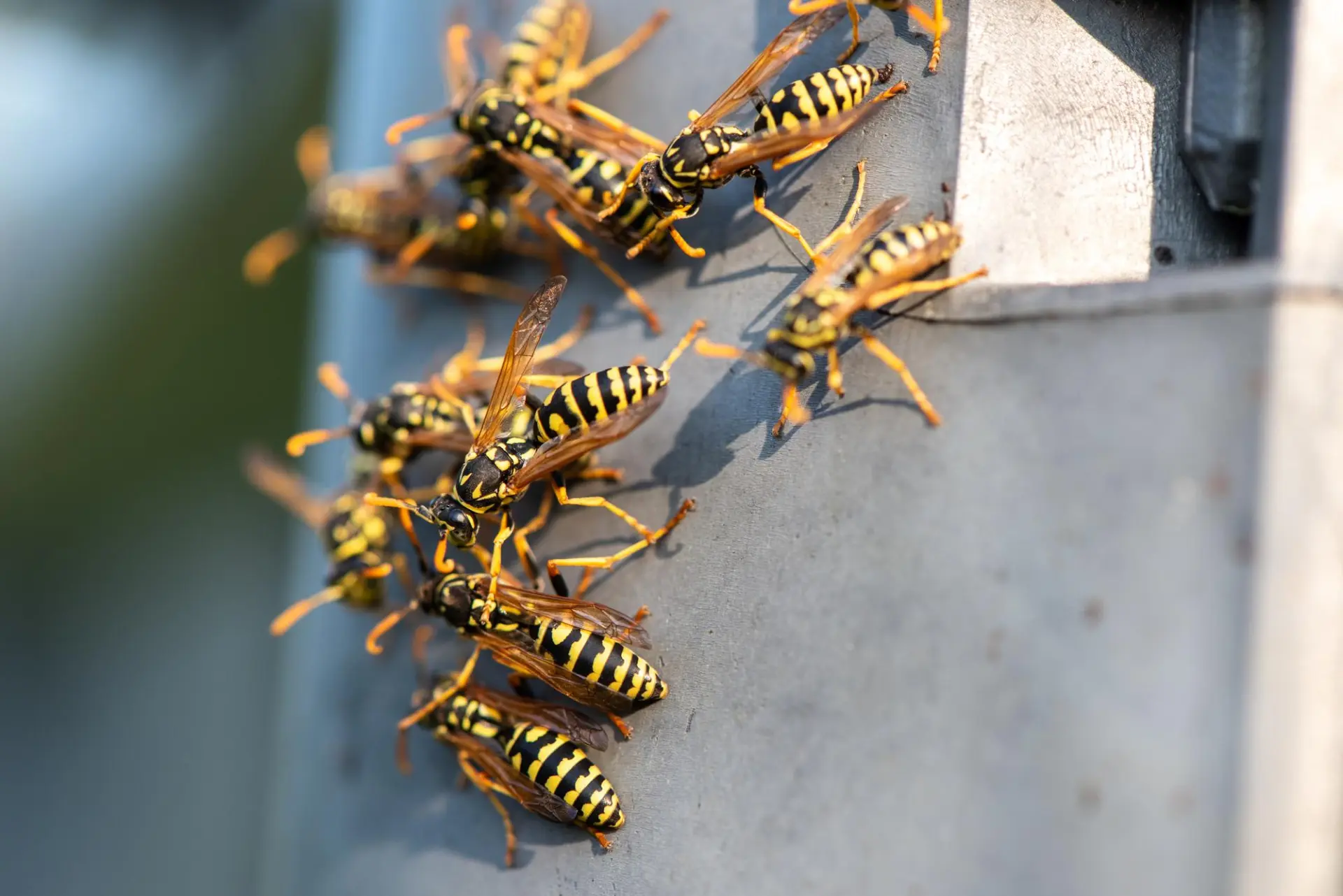 Wasp nest removal in Hampshire