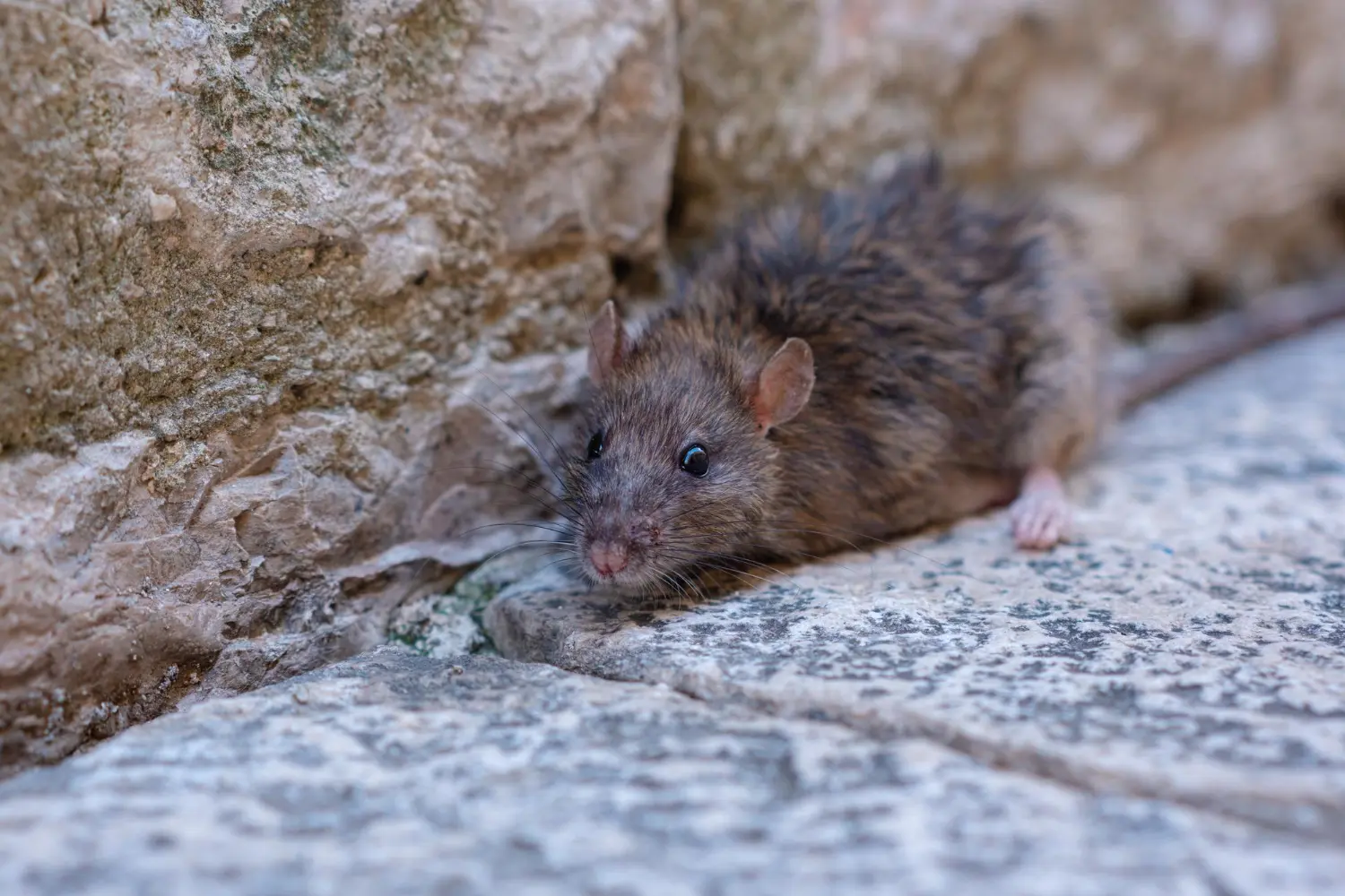 Rat control for yards and outbuildings