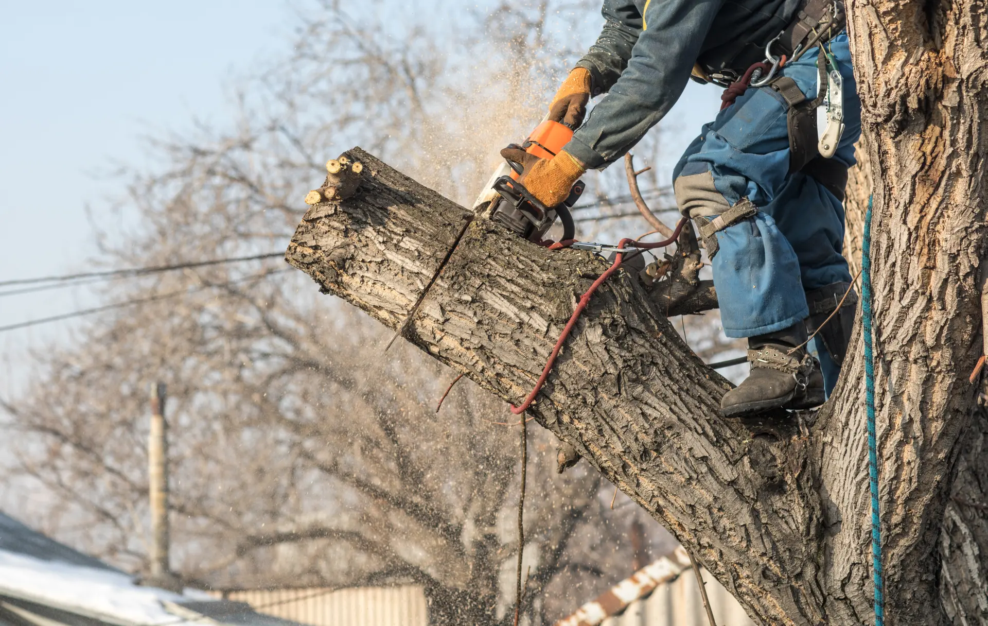 Ellistown Tree Surgeons | Emergency Tree Removal in Ellistown