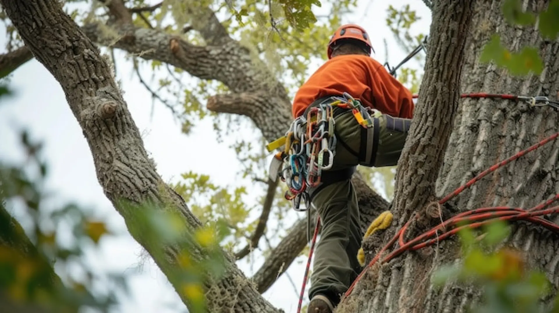 Emergency Tree Surgeon in Wellington