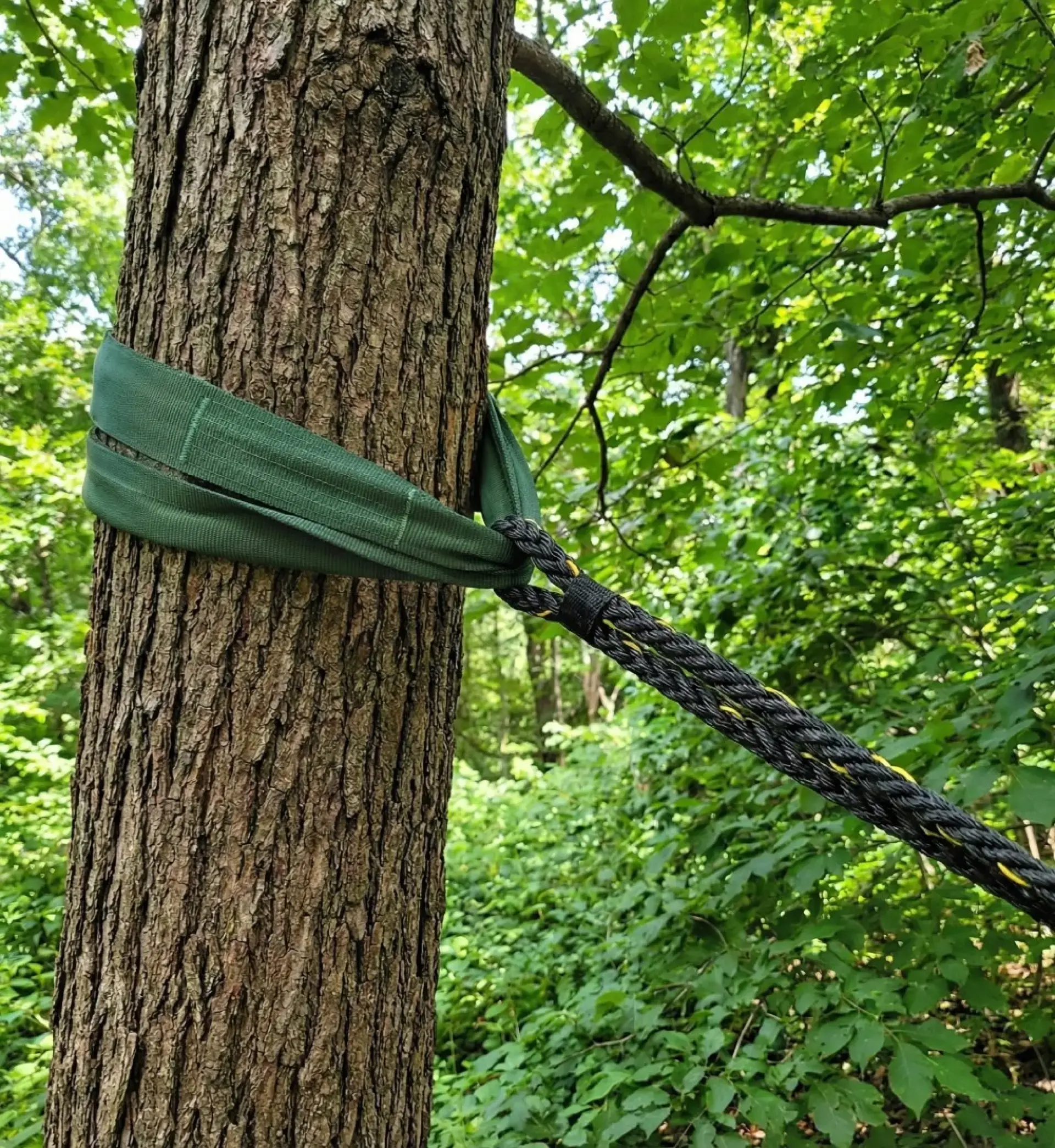 Tree Bracing Wellington