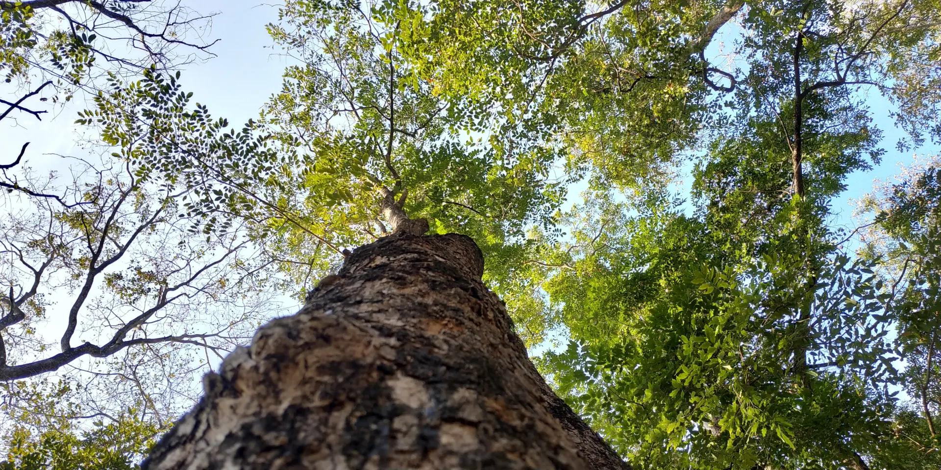 Do Trees Grow Faster When Pruned