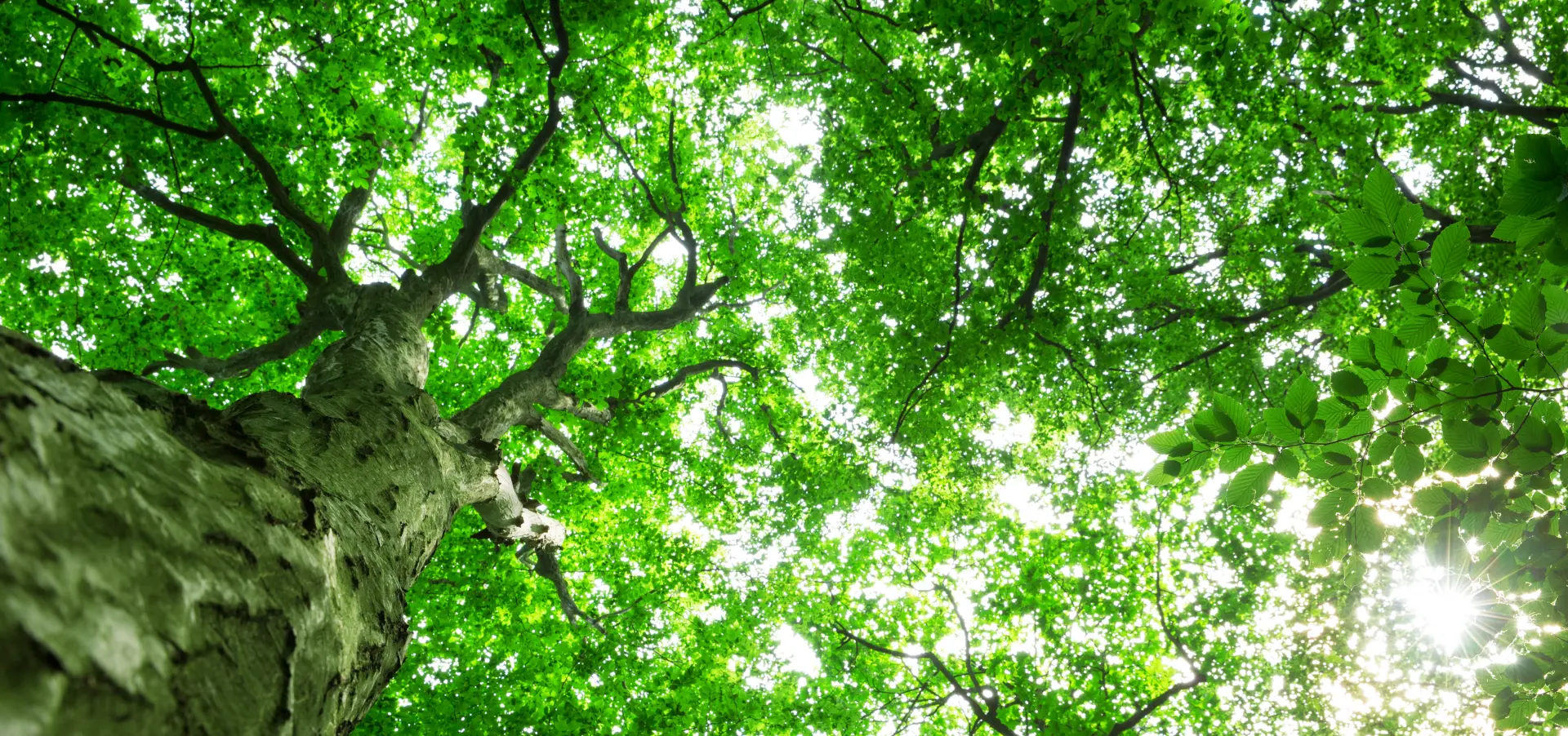 Who Is Responsible for Storm-Damaged Trees