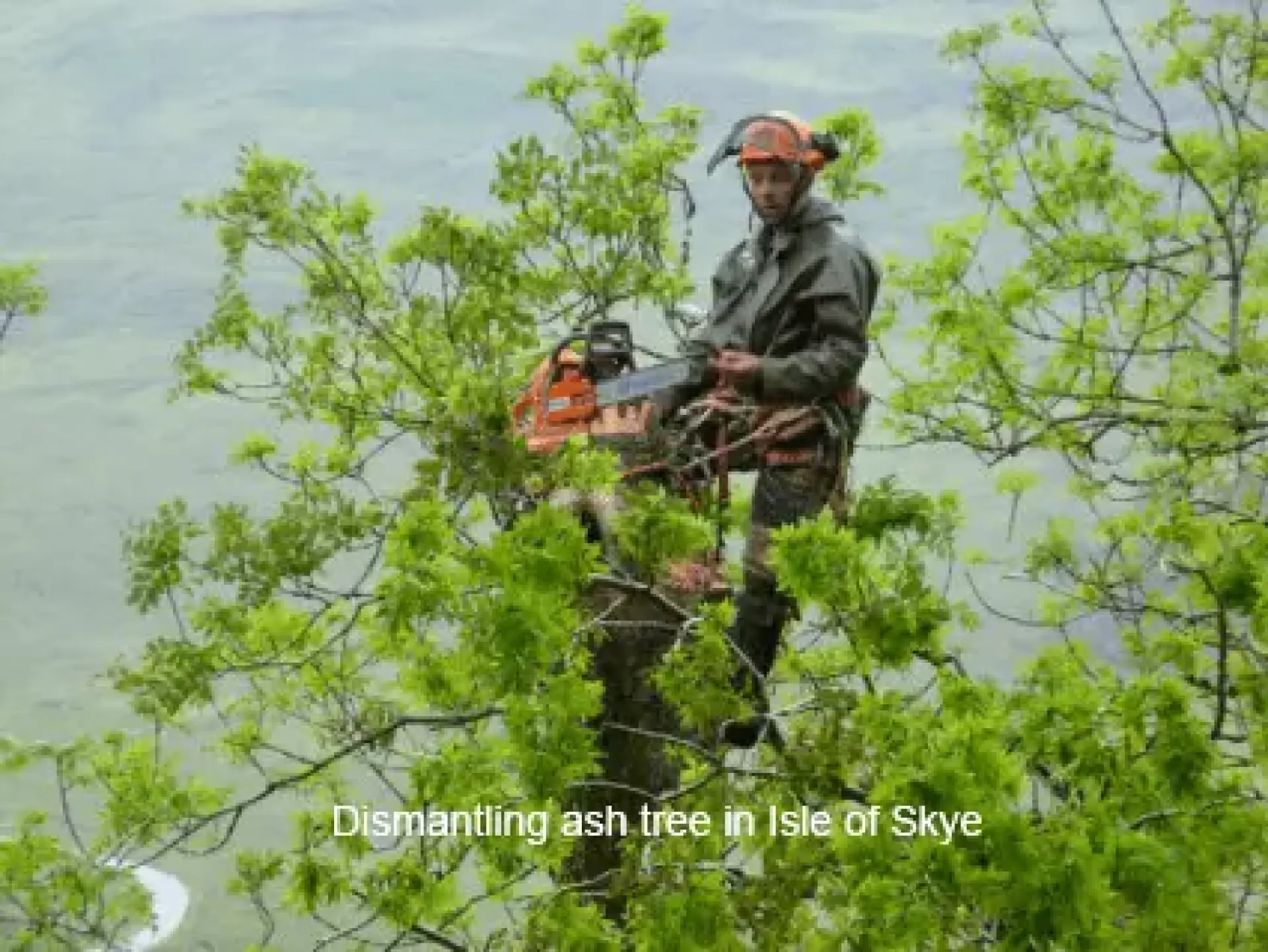 Tree Pruning Services Dundee, Forfar, Angus and Aberdeenshire