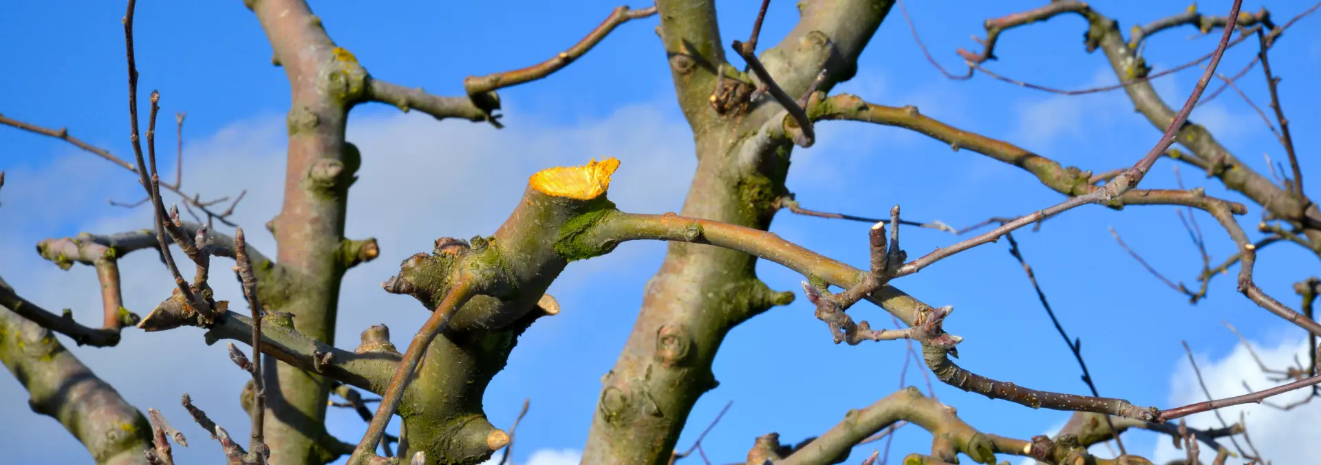 How Long Does It Take For A Tree To Recover From Pruning