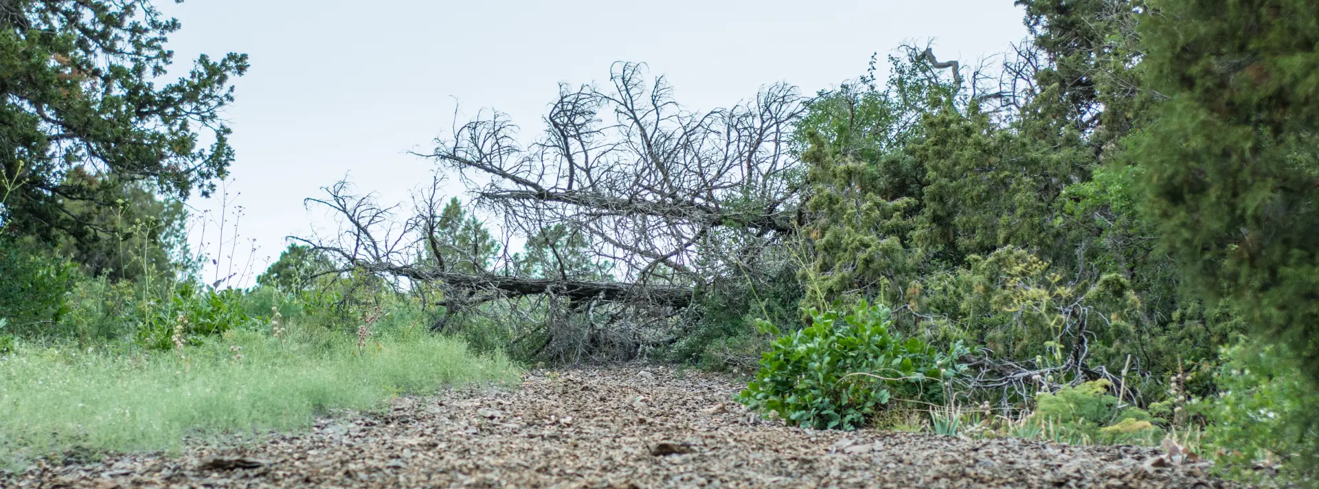 Who Is Liable For Damage Caused By A Neighbours Tree