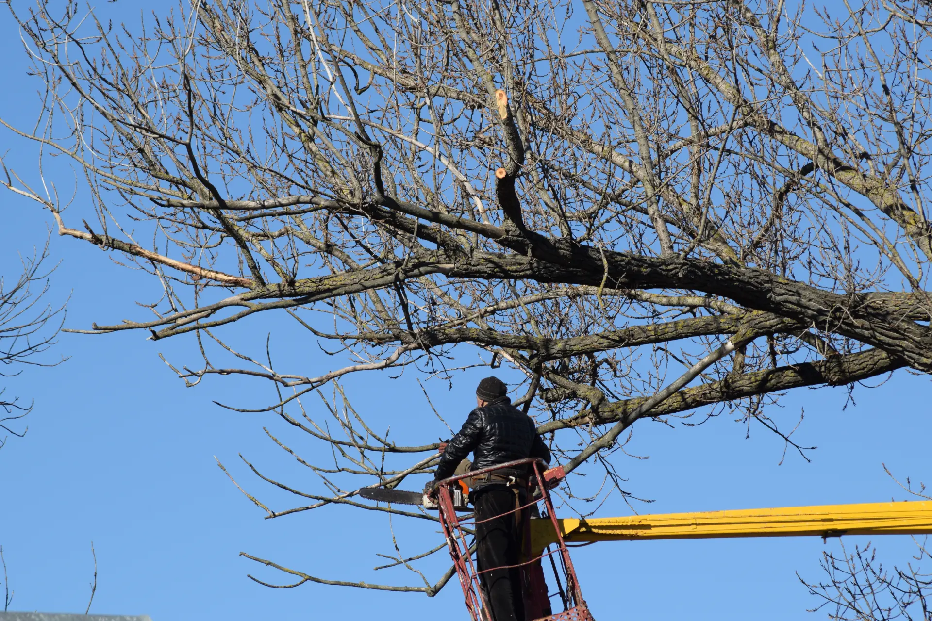 How Long Does It Take For A Tree To Recover From Pruning?