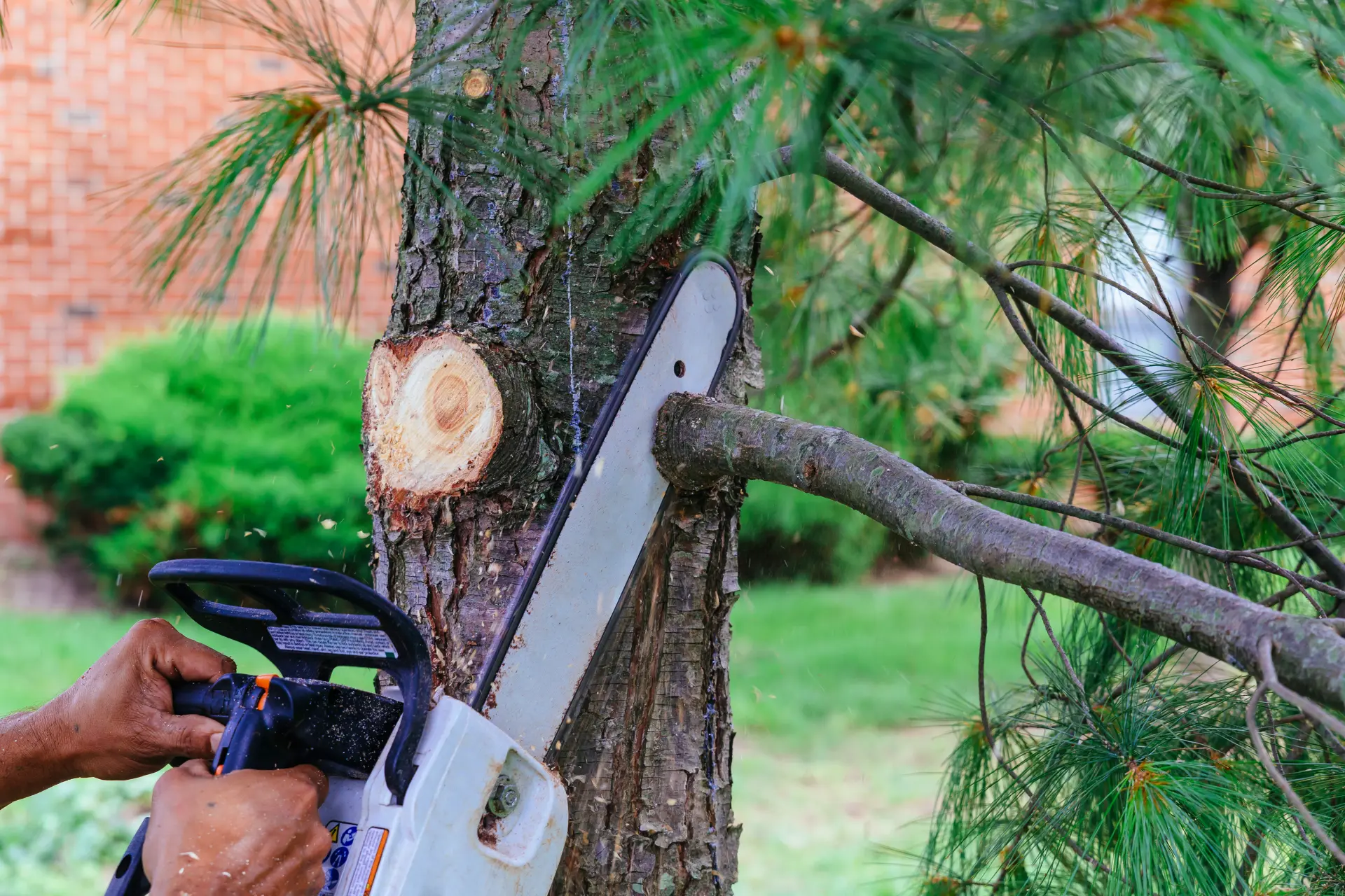 Alyth Tree Surgeon Near Me