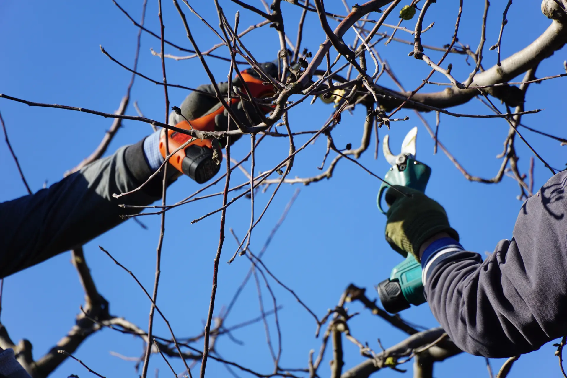 Tree Pruning Dundee, Forfar, Angus and Aberdeenshire