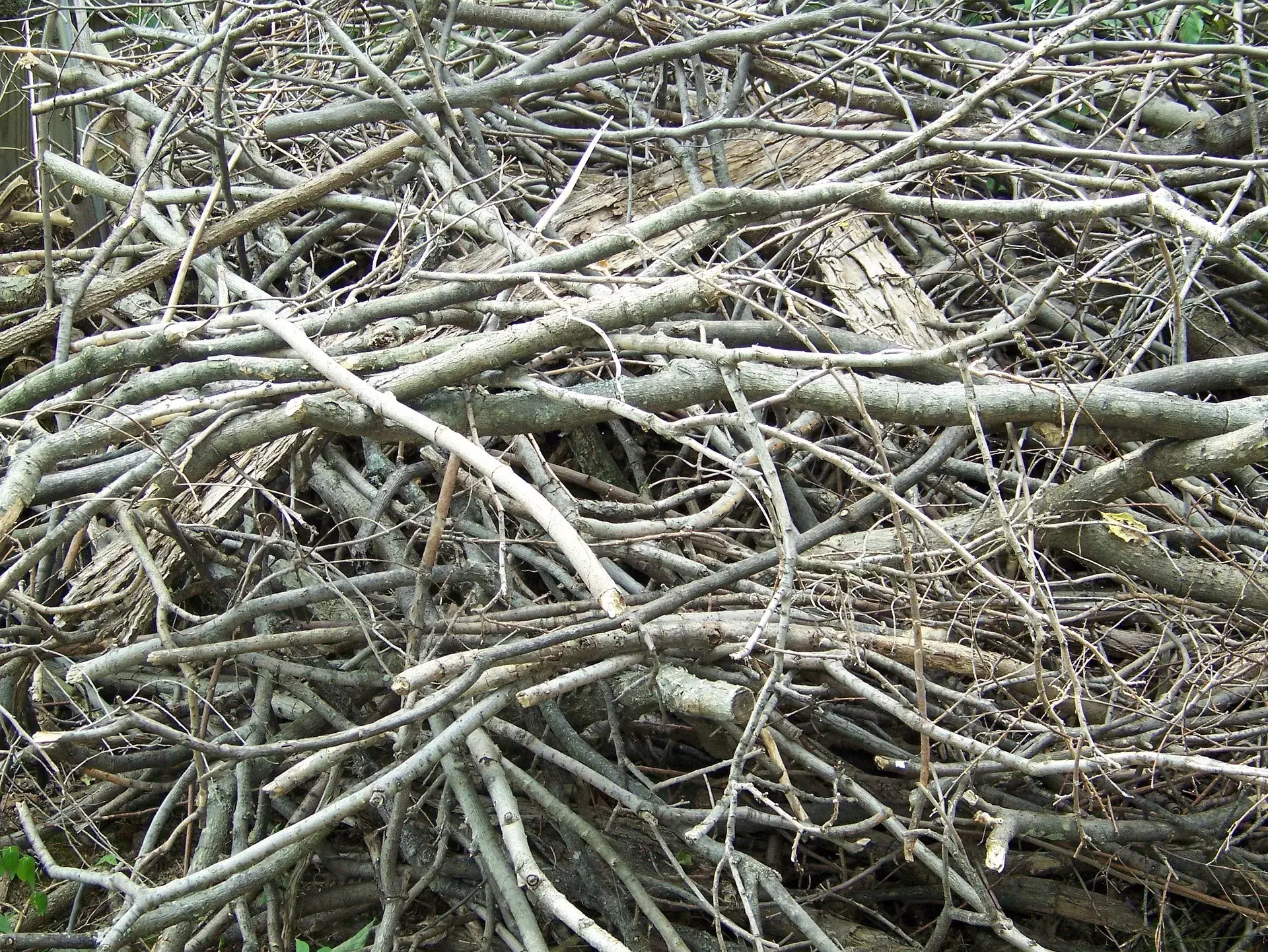 When should tree pruning be done?