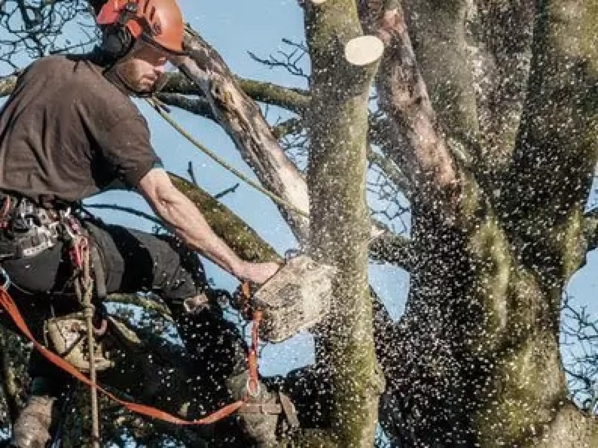 Professional Tree Surgeon | Dundee, Angus | Certified Arborists