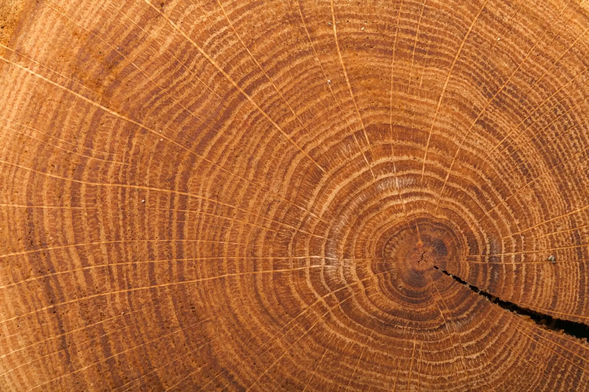 Tree Removal Service Dundee, Forfar, Angus and Aberdeenshire