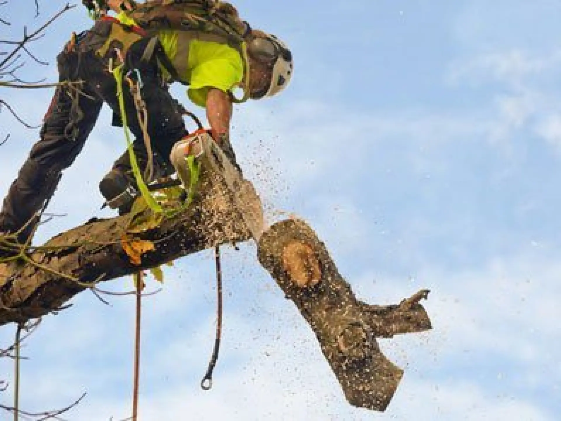 When Do I Need Tree Removal? Is Tree Removal Right For You?