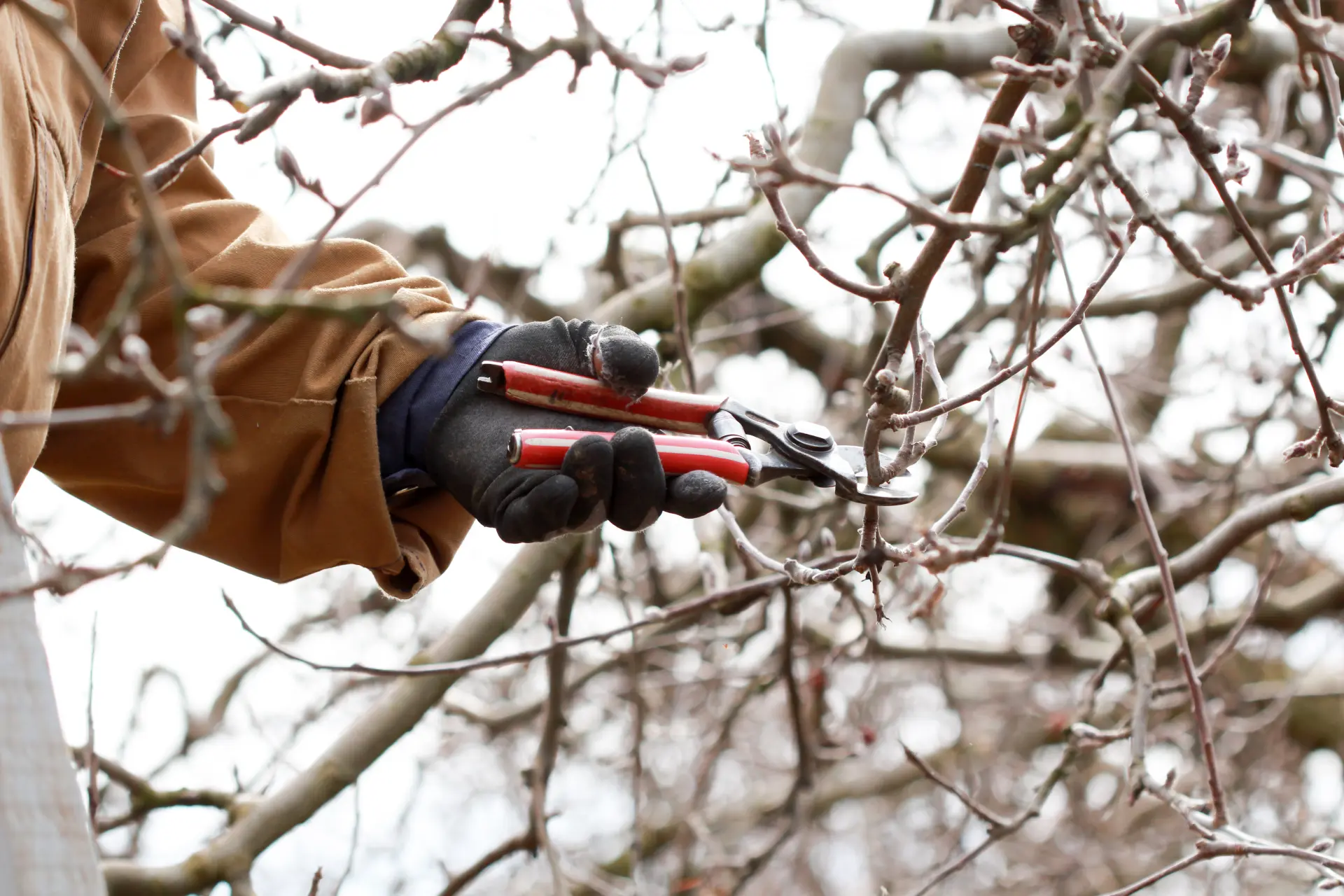 Tree Trimming Gloucester, Stroud, Quedgeley