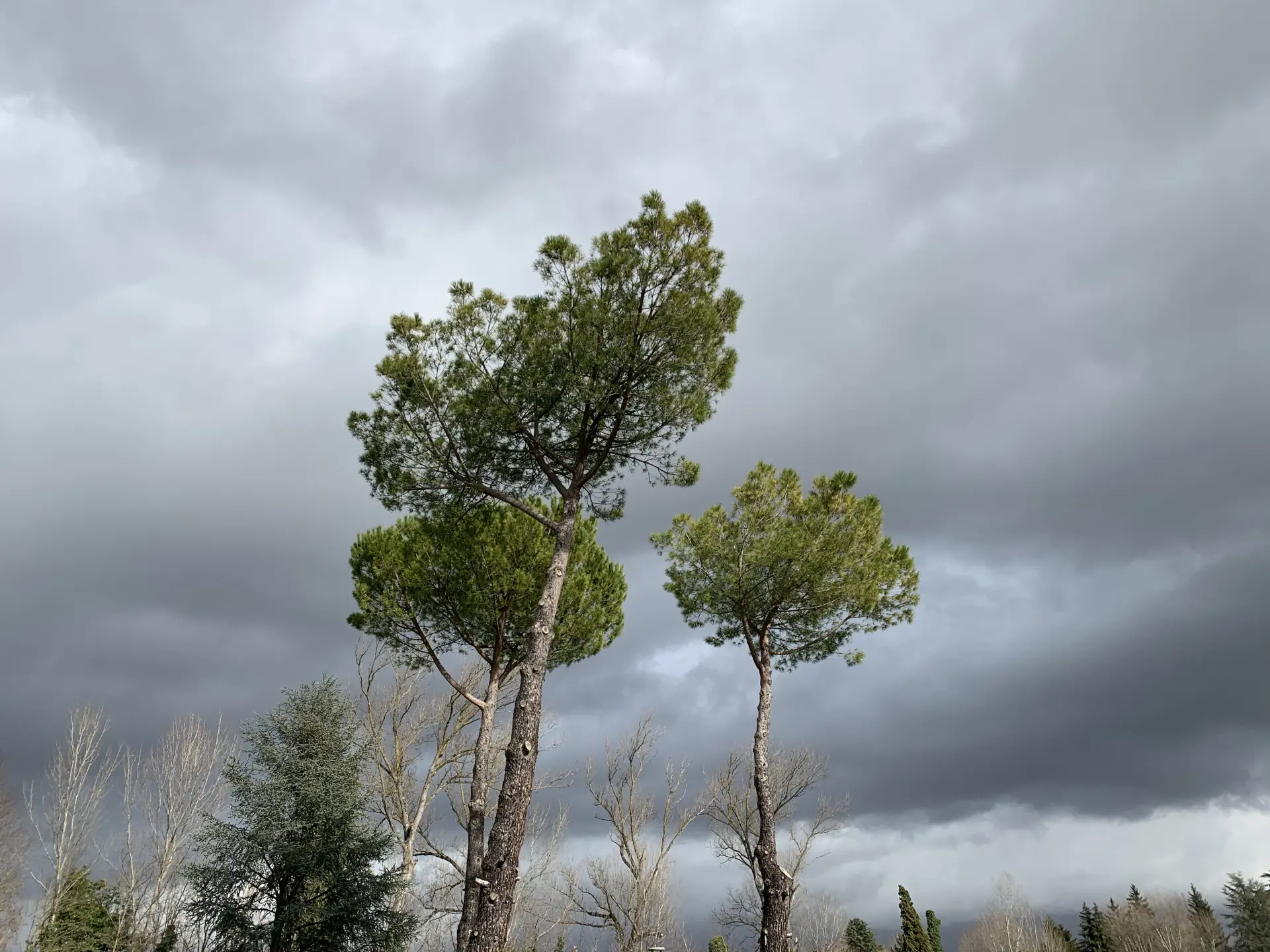 Emergency Tree Work Gloucester, Stroud or Quedgeley