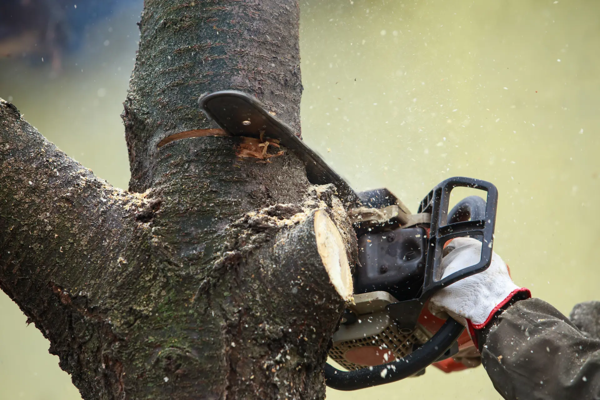 Tree Removal Gloucester, Stroud or Quedgeley