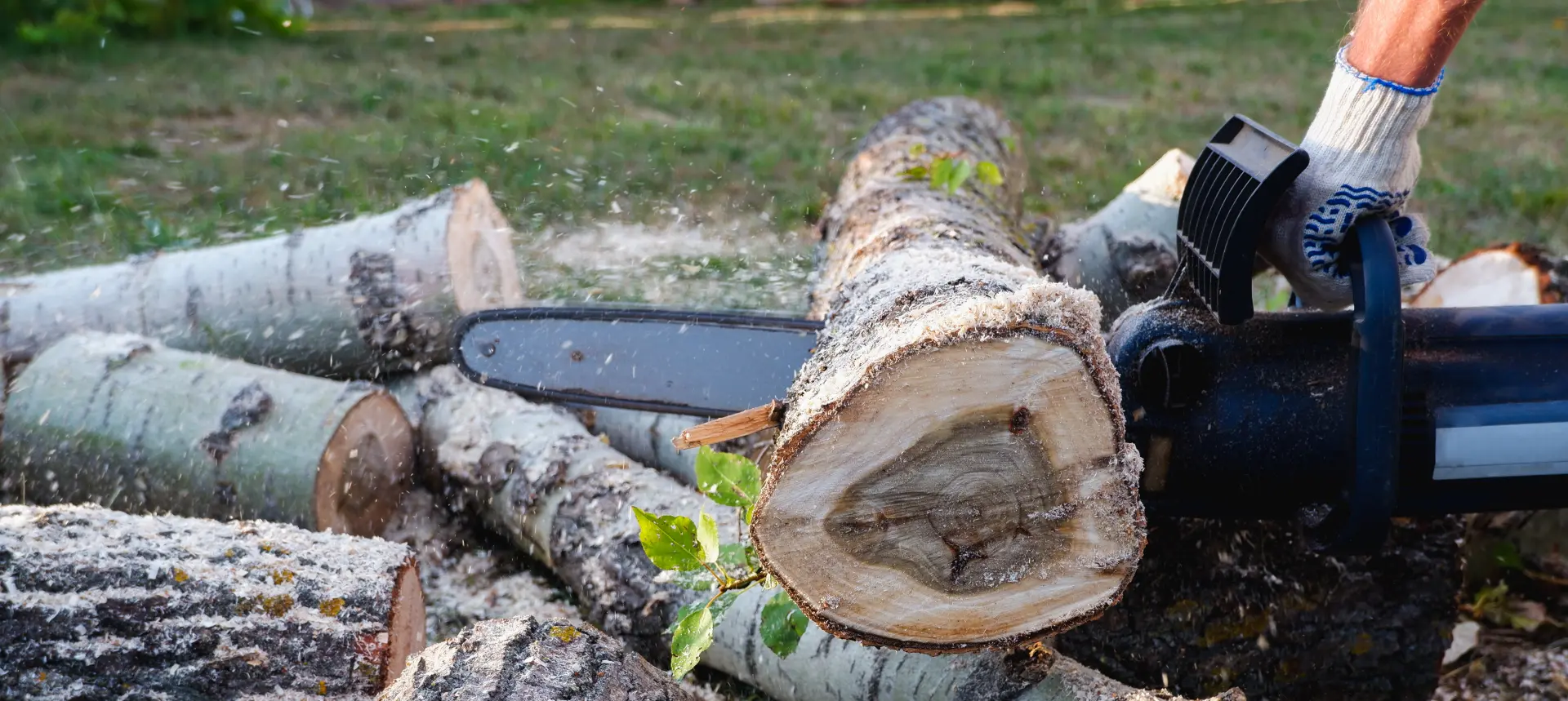 Tree Removal Gloucester, Stroud, Quedgeley