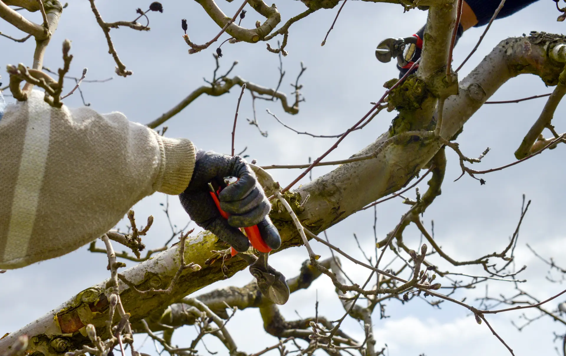 Tree Trimming & Pruning Gloucester, Stroud or Quedgeley
