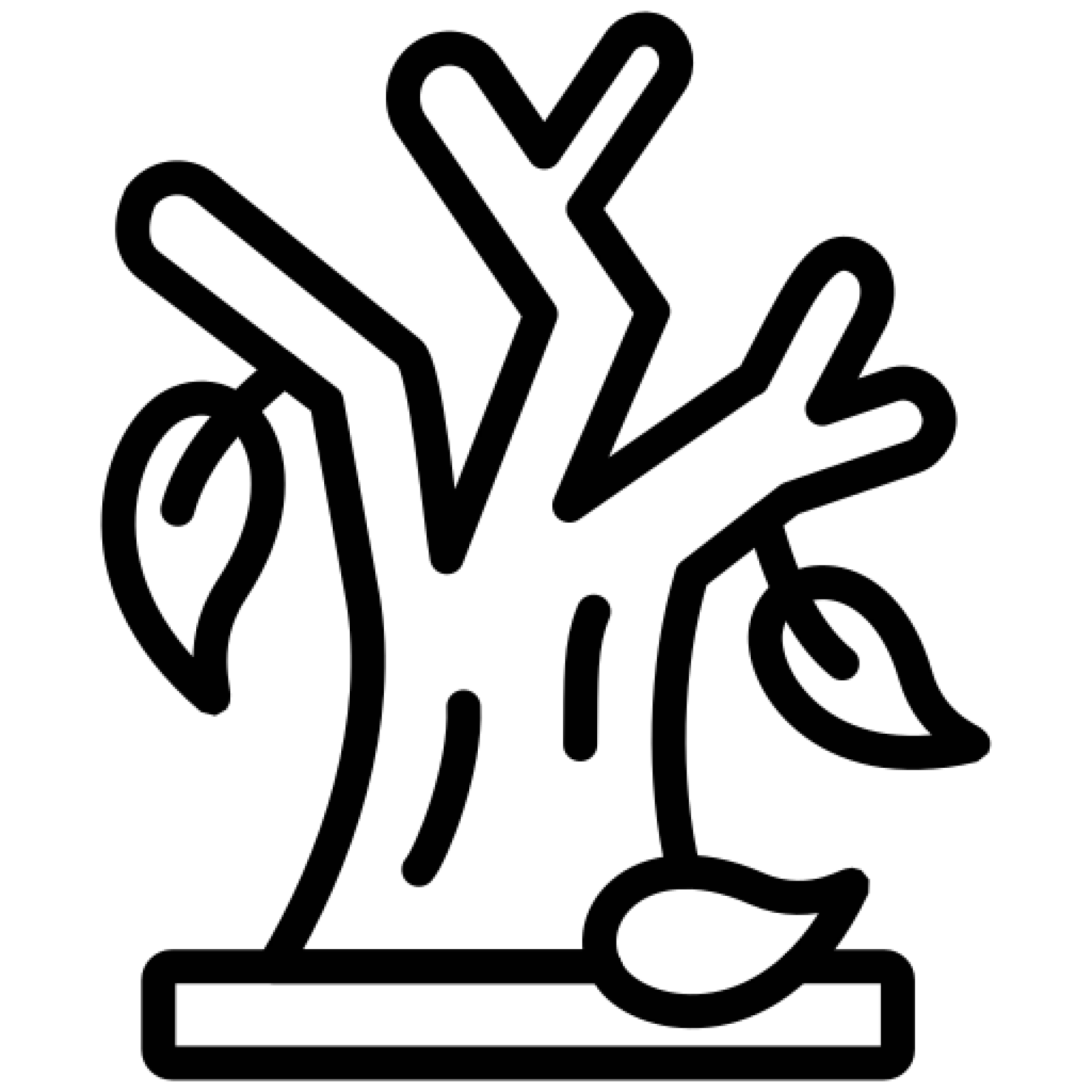 Tree Health Inspections