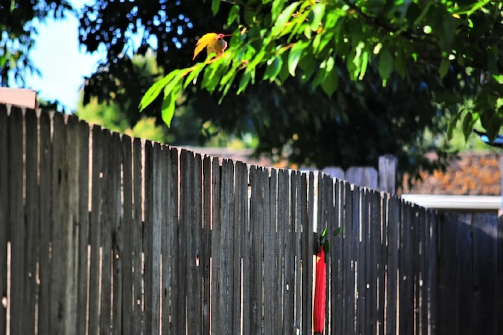 Maintaining Your Garden Fence Maintaining Your Garden Fence