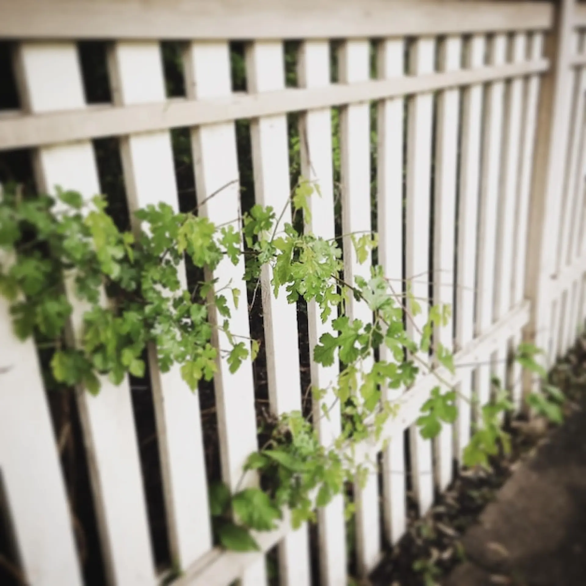Maintaining Your Garden Fence