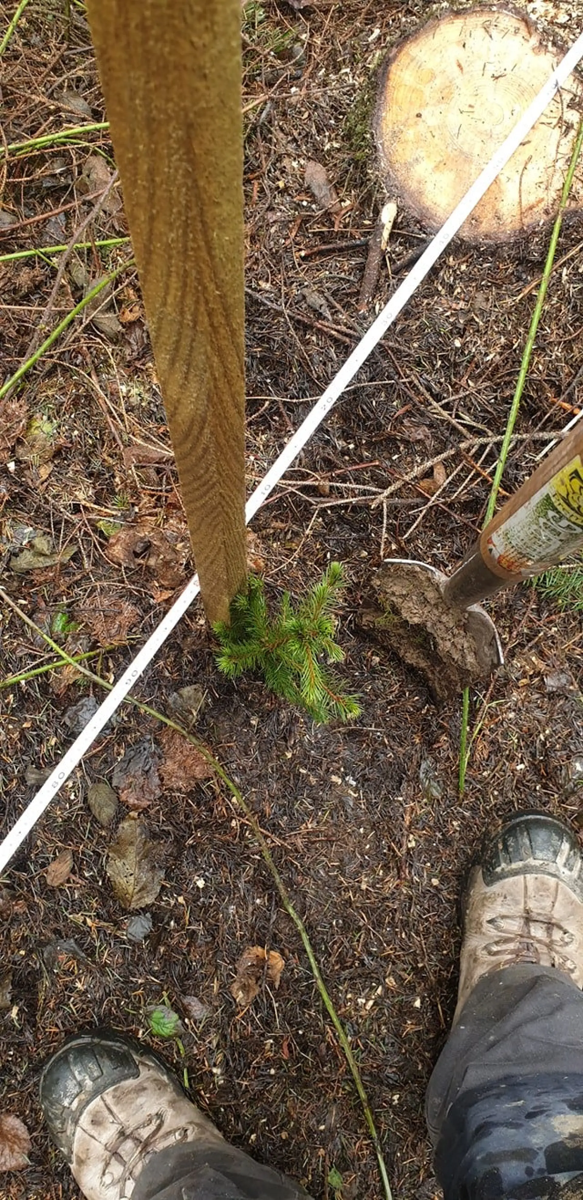 Tree Planting