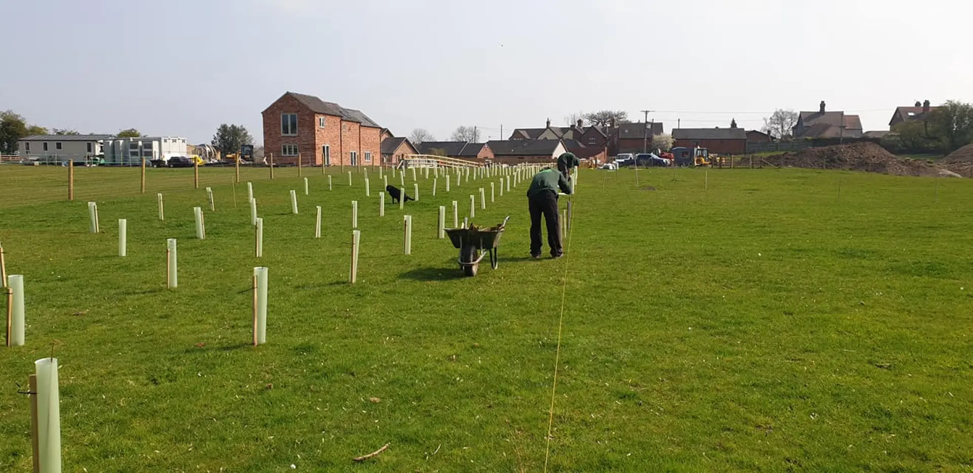 Tree Planting