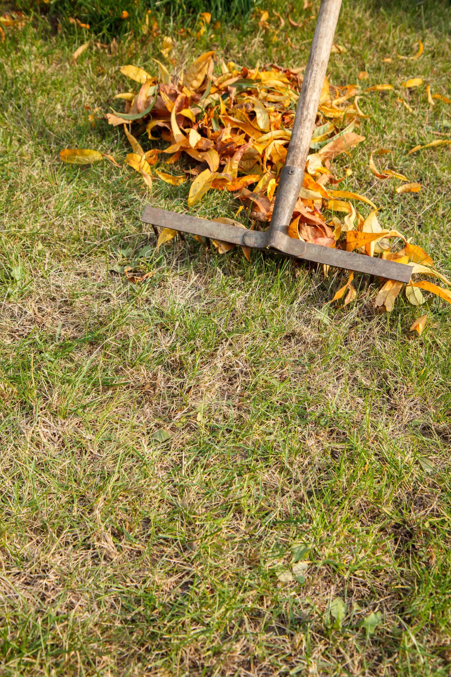 How to Clear Overgrown Gardens Effectively