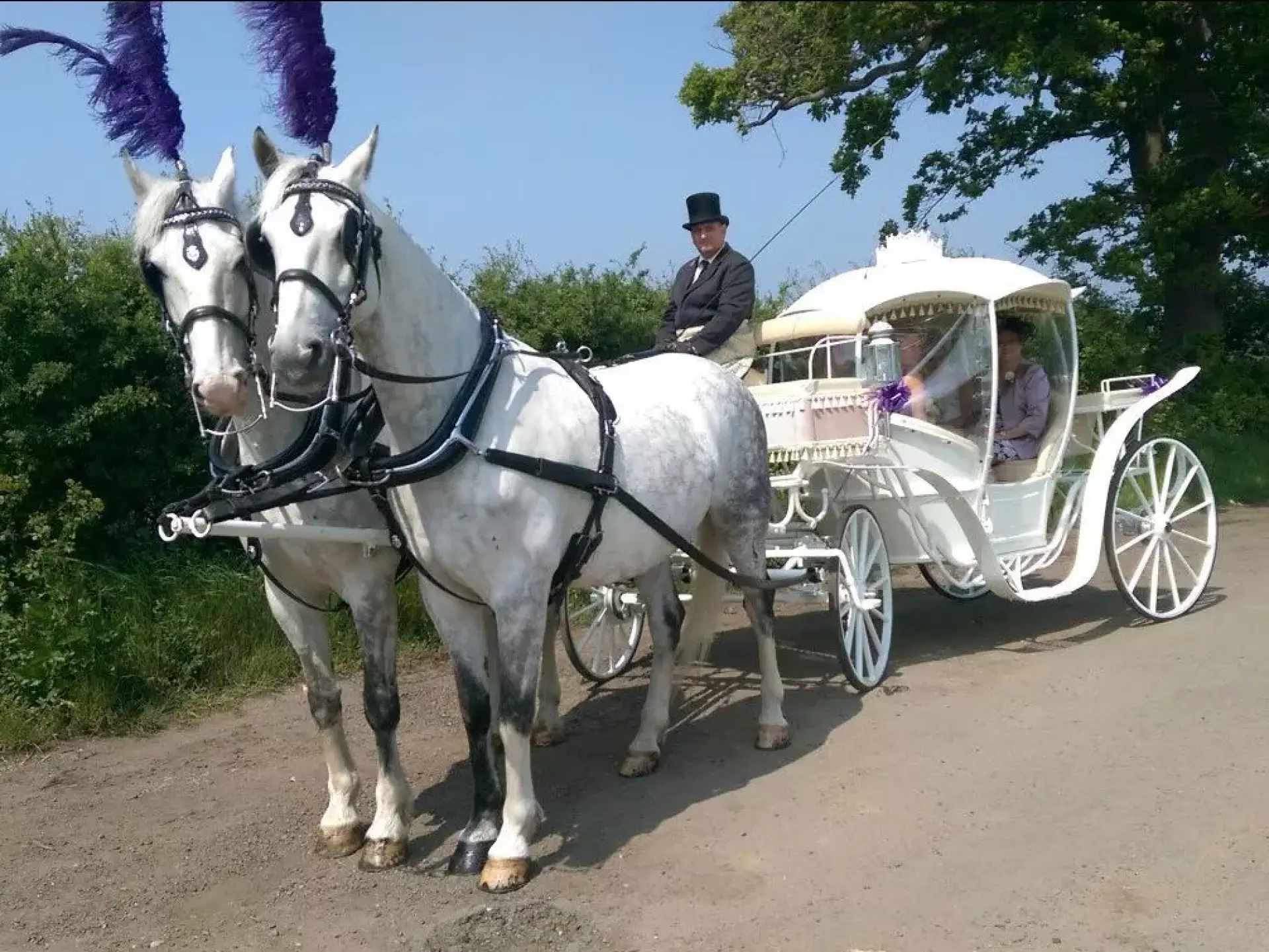 Horse Drawn Carriage For Weddings, Proms and Other Events"