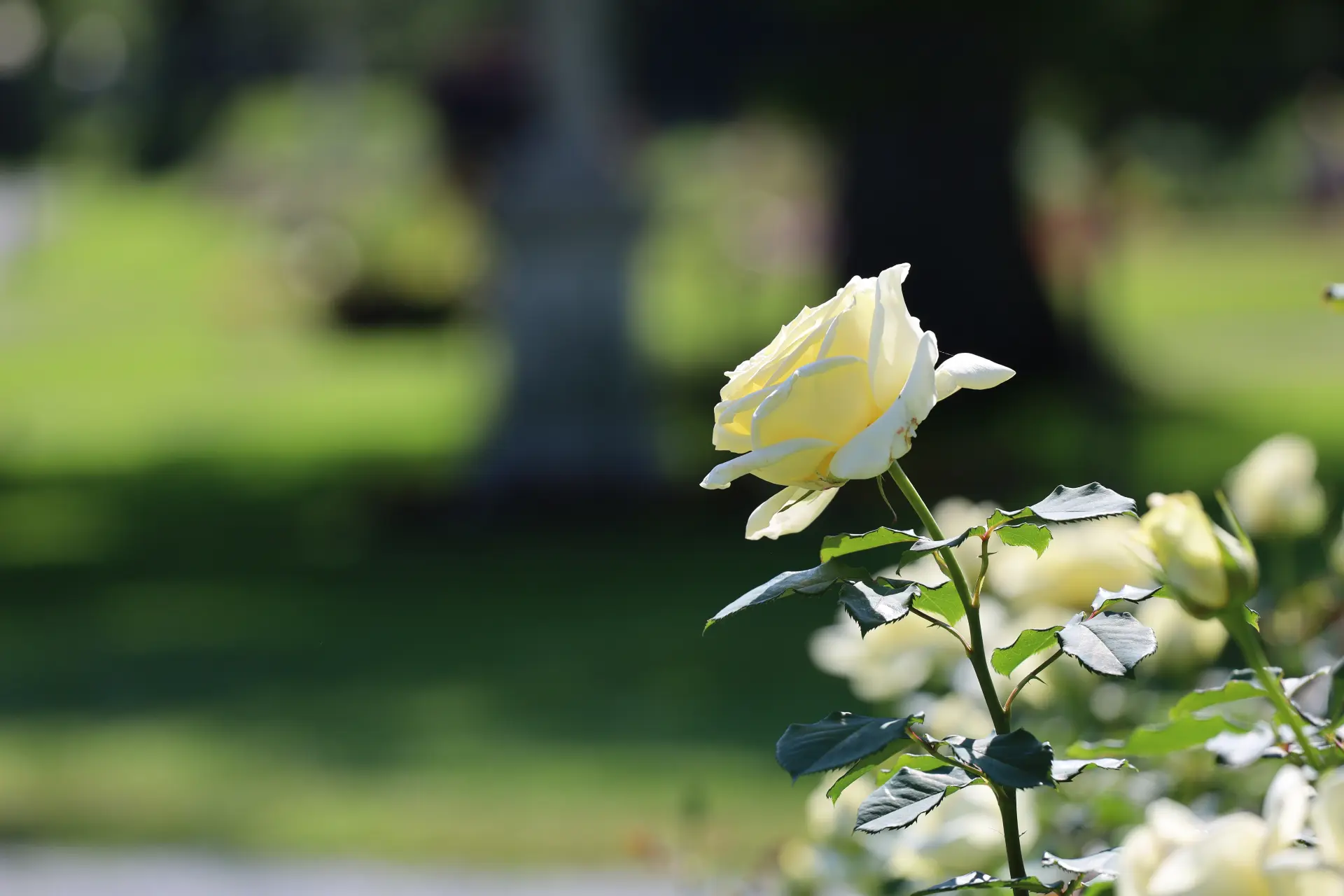 Guide To Planning Funeral Transport